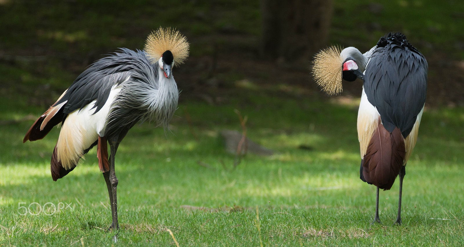 Sony 70-300mm F4.5-5.6 G SSM sample photo. 2 grey crowned cranes photography