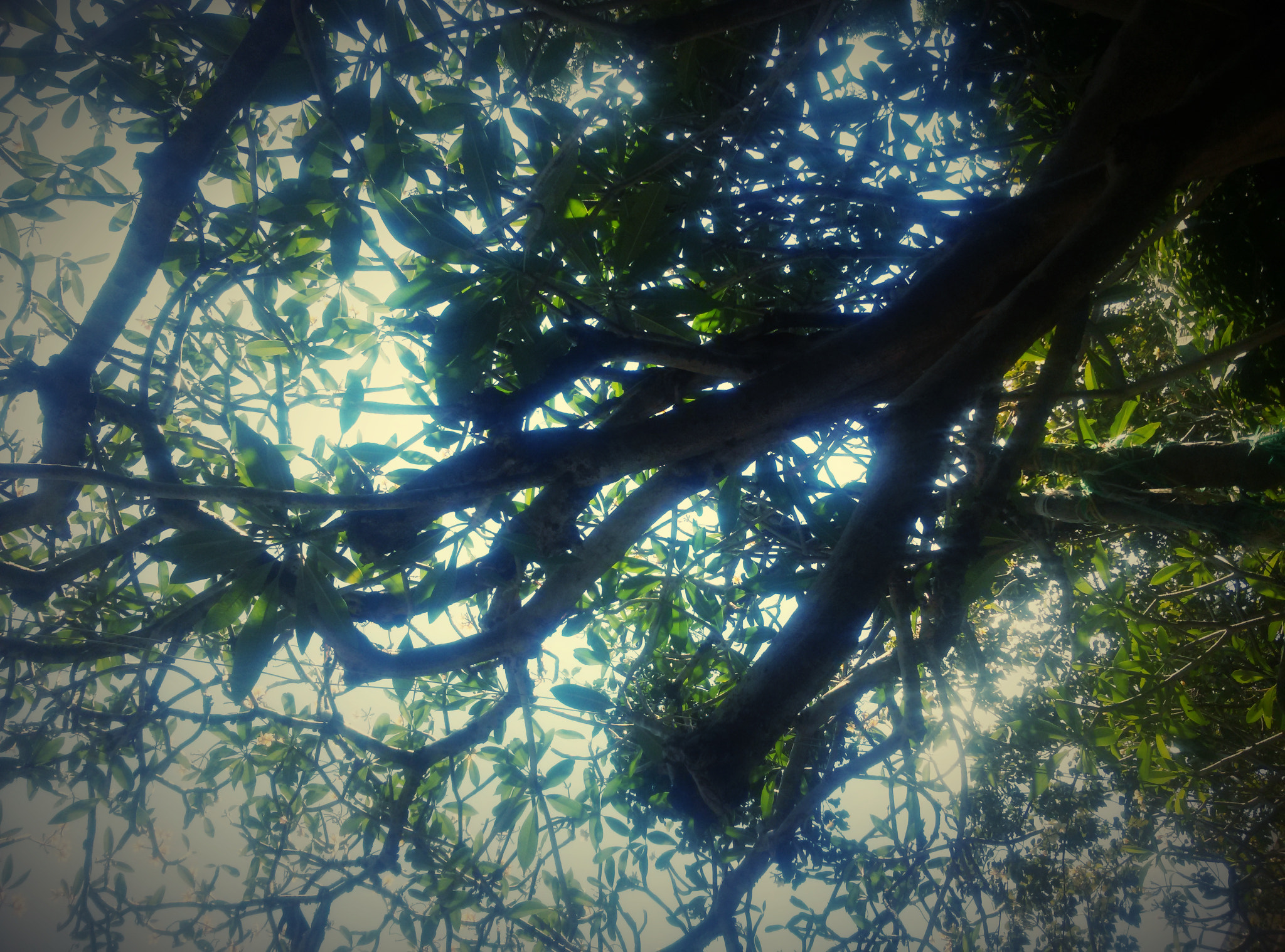 LG Optimus G sample photo