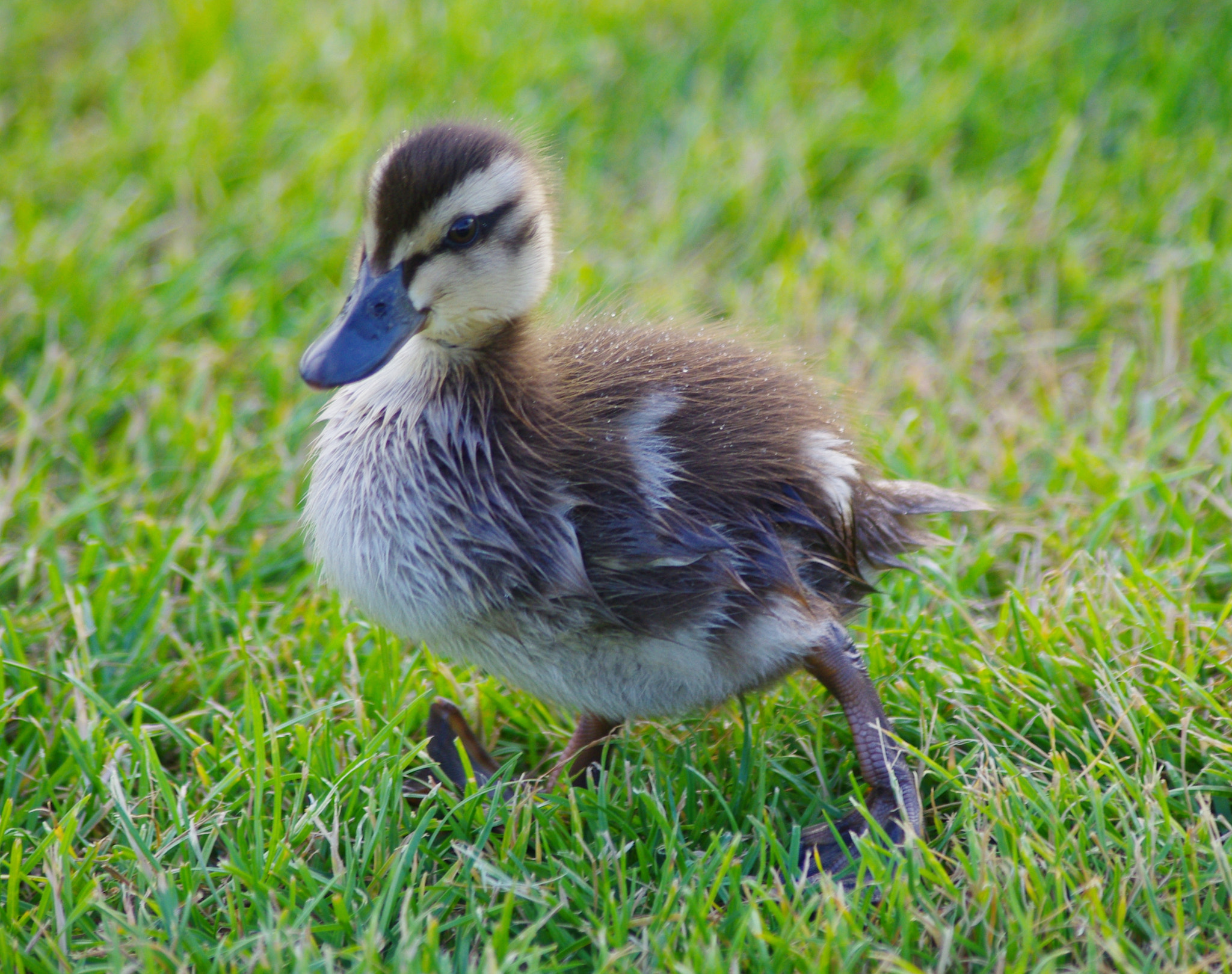 smc PENTAX-DA L 55-300mm F4-5.8 ED sample photo. Small fluffy duckling photography