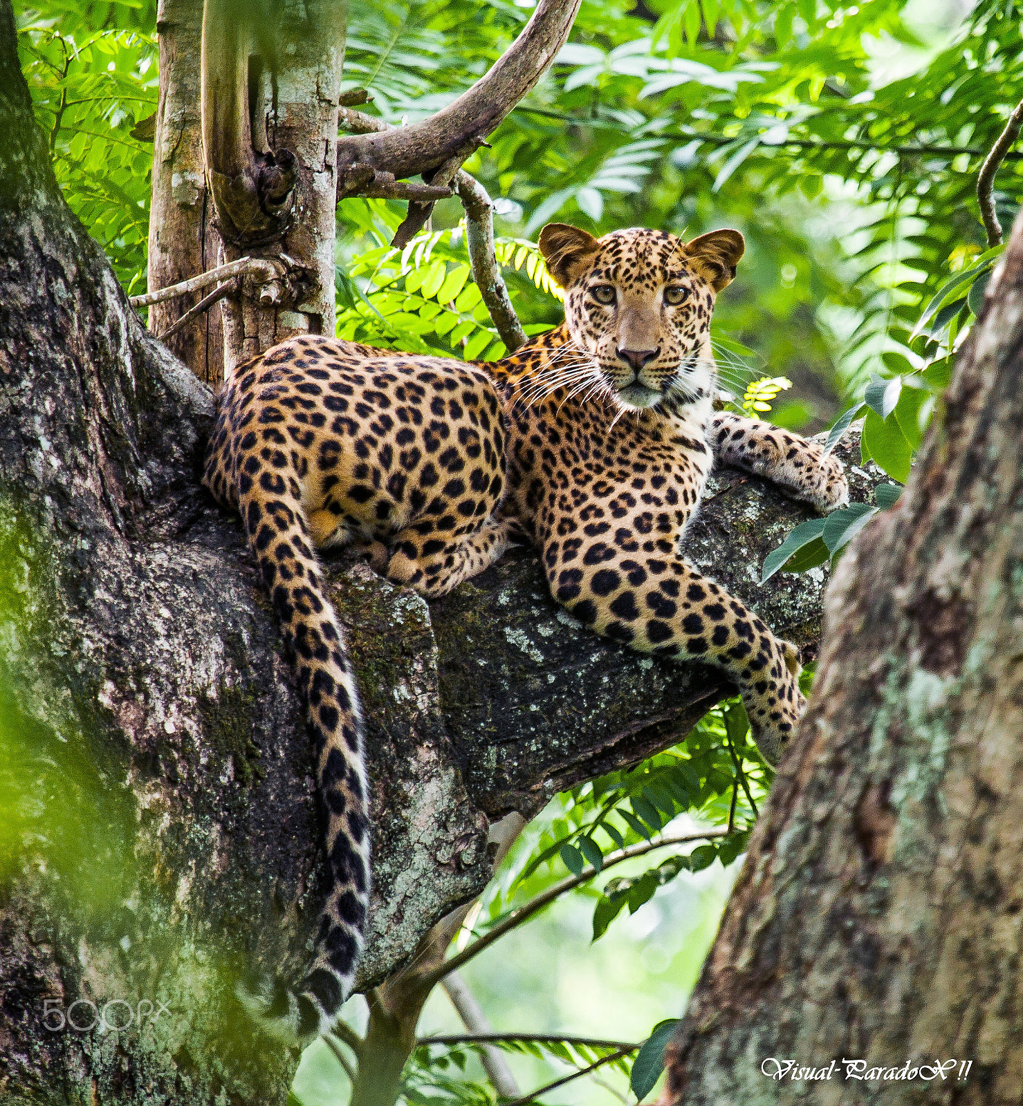 Canon EF 100-400mm F4.5-5.6L IS USM sample photo. Spotted beauty photography