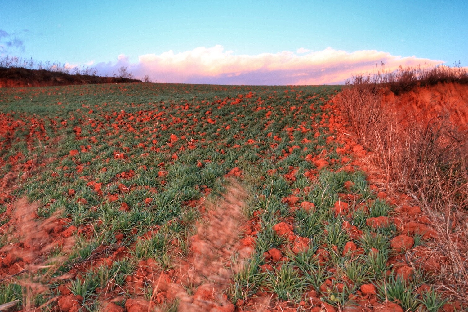 Canon 10-20mm sample photo. Growing in the red earth. yun nan china photography