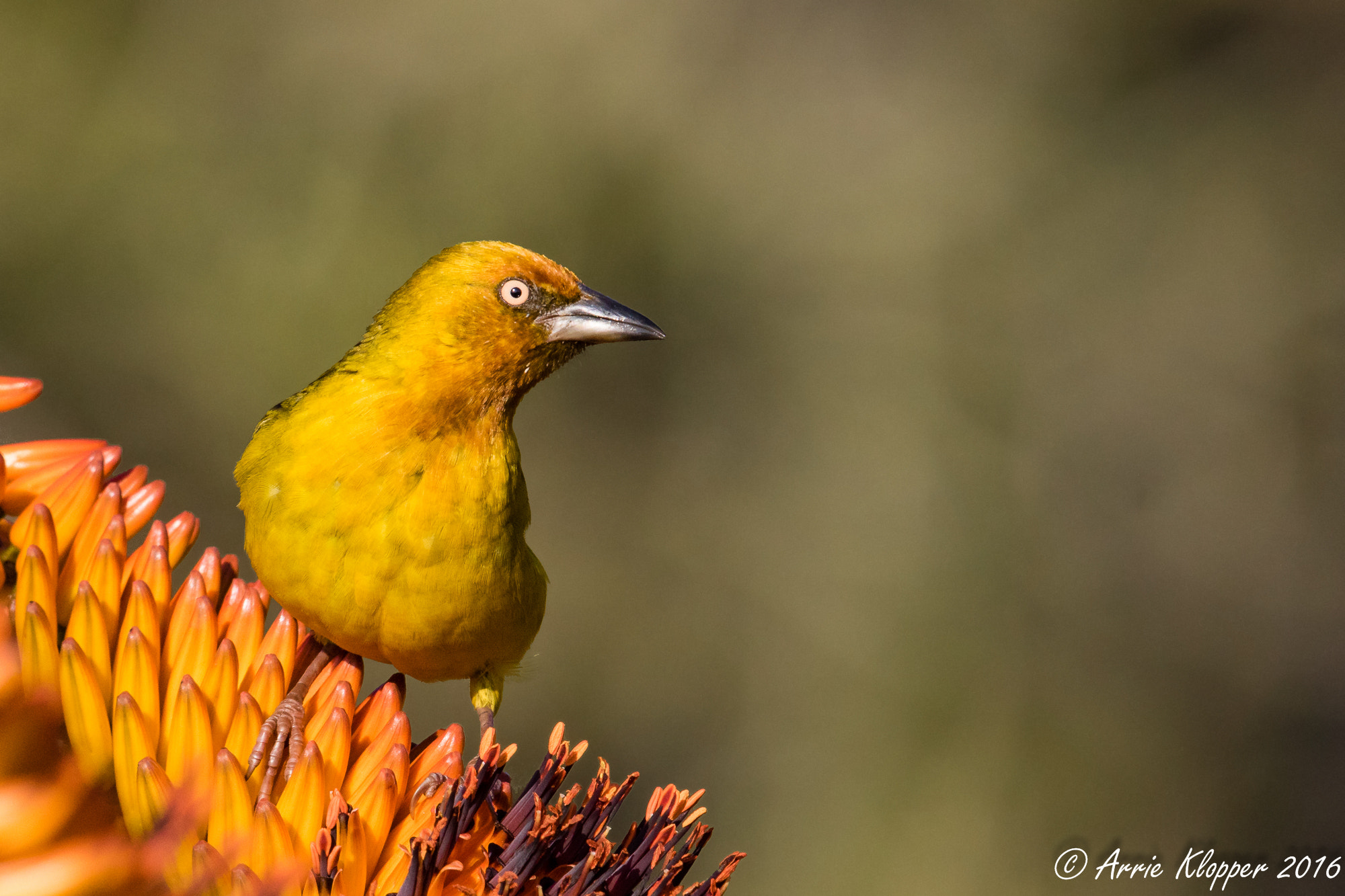 Canon EF 600mm F4L IS II USM sample photo. Cape weaver photography