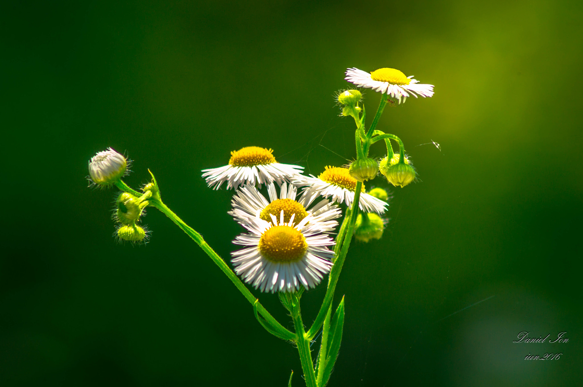 Tamron AF 70-300mm F4-5.6 Di LD Macro sample photo. Flower photography