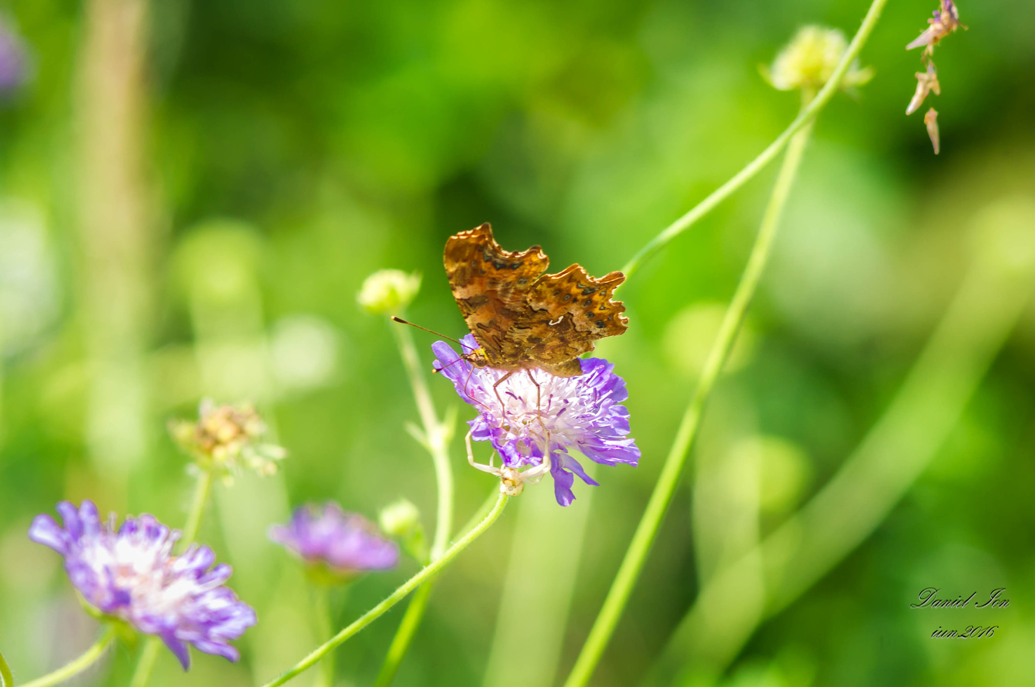 smc PENTAX-FA 80-320mm F4.5-5.6 sample photo. Butterfly photography