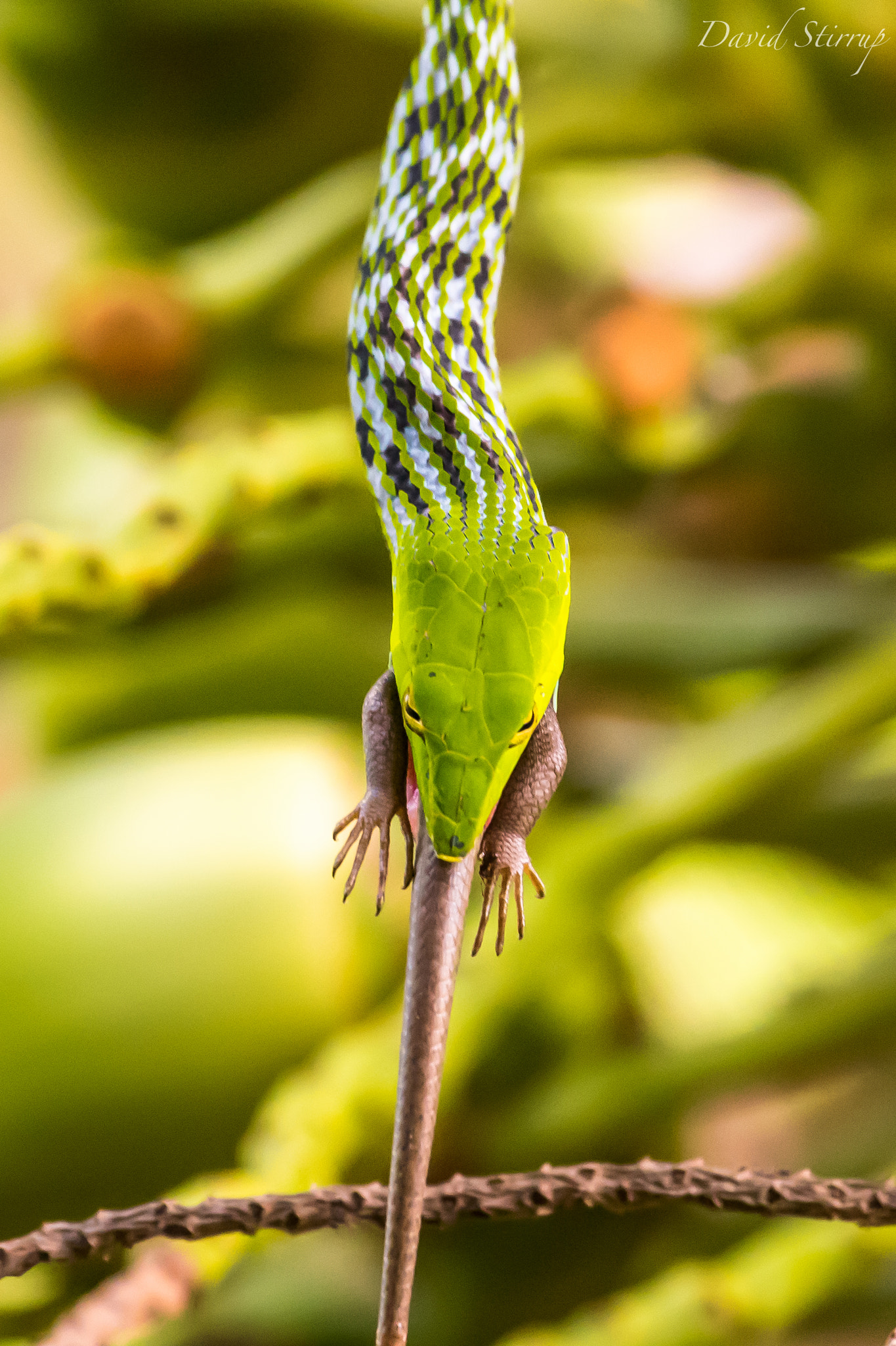 Nikon AF-S Nikkor 500mm F4E FL ED VR sample photo. Makan siang photography