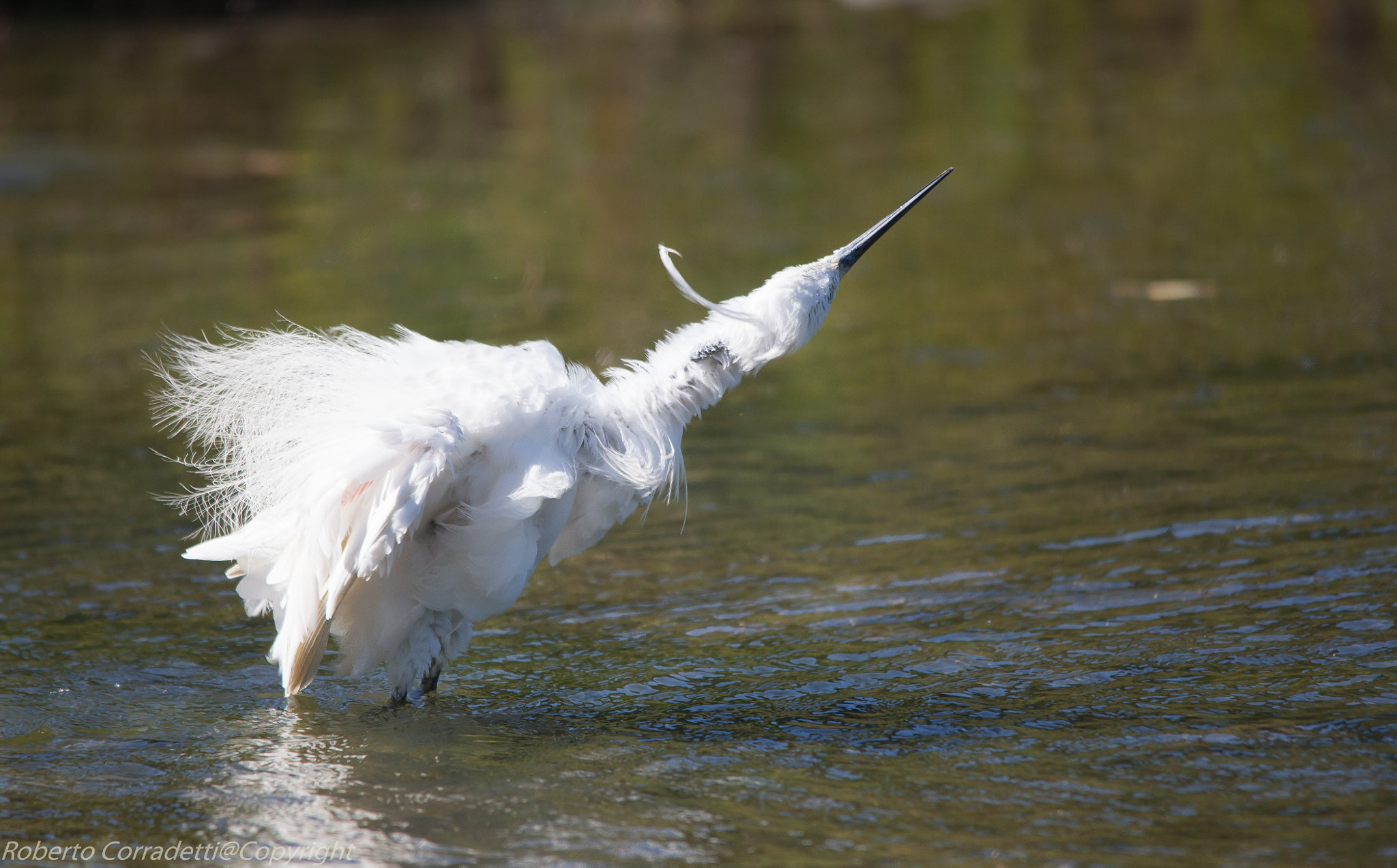 Sigma 150-500mm F5-6.3 DG OS HSM sample photo. Contortion photography