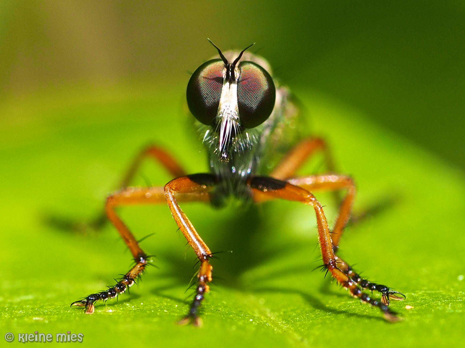 Panasonic Leica DG Macro-Elmarit 45mm F2.8 ASPH OIS sample photo. Eye 2 eye photography