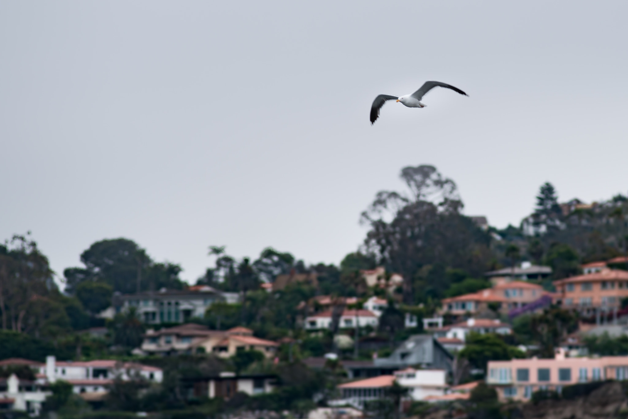 Nikon D800E + Nikon AF Nikkor 180mm F2.8D ED-IF sample photo. La jolla photography