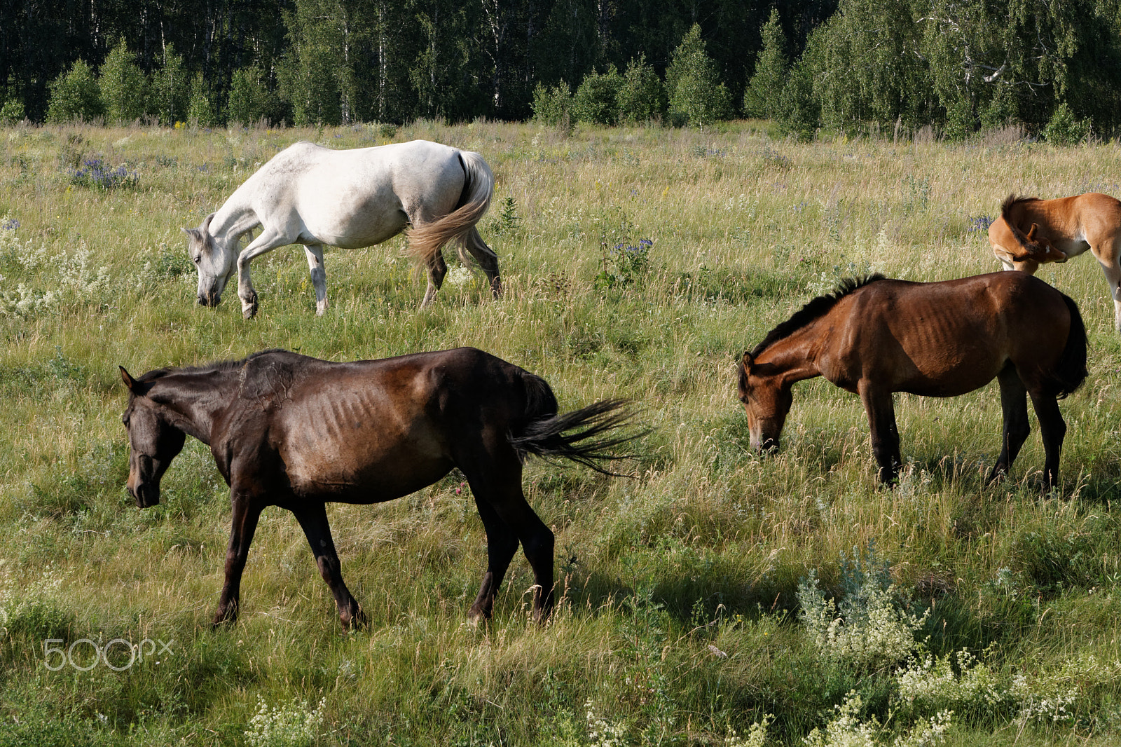 Canon EOS 400D (EOS Digital Rebel XTi / EOS Kiss Digital X) sample photo. Horses in green photography
