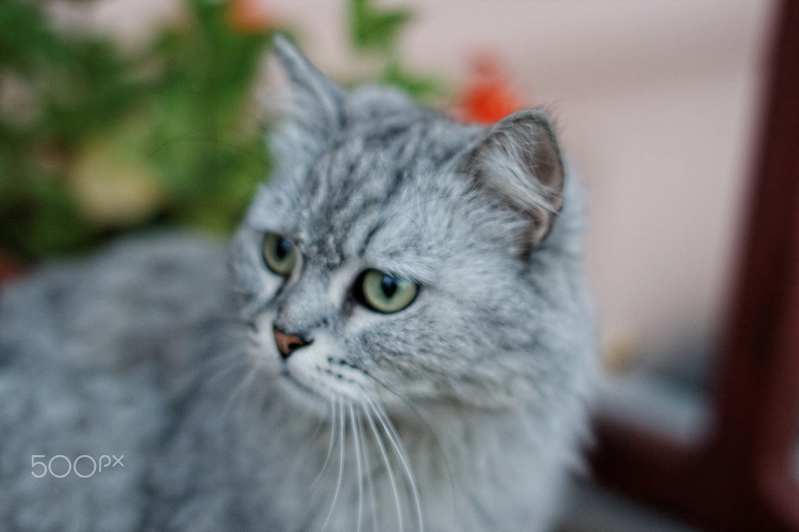 Sigma 50mm F1.4 EX DG HSM sample photo. Sara photography