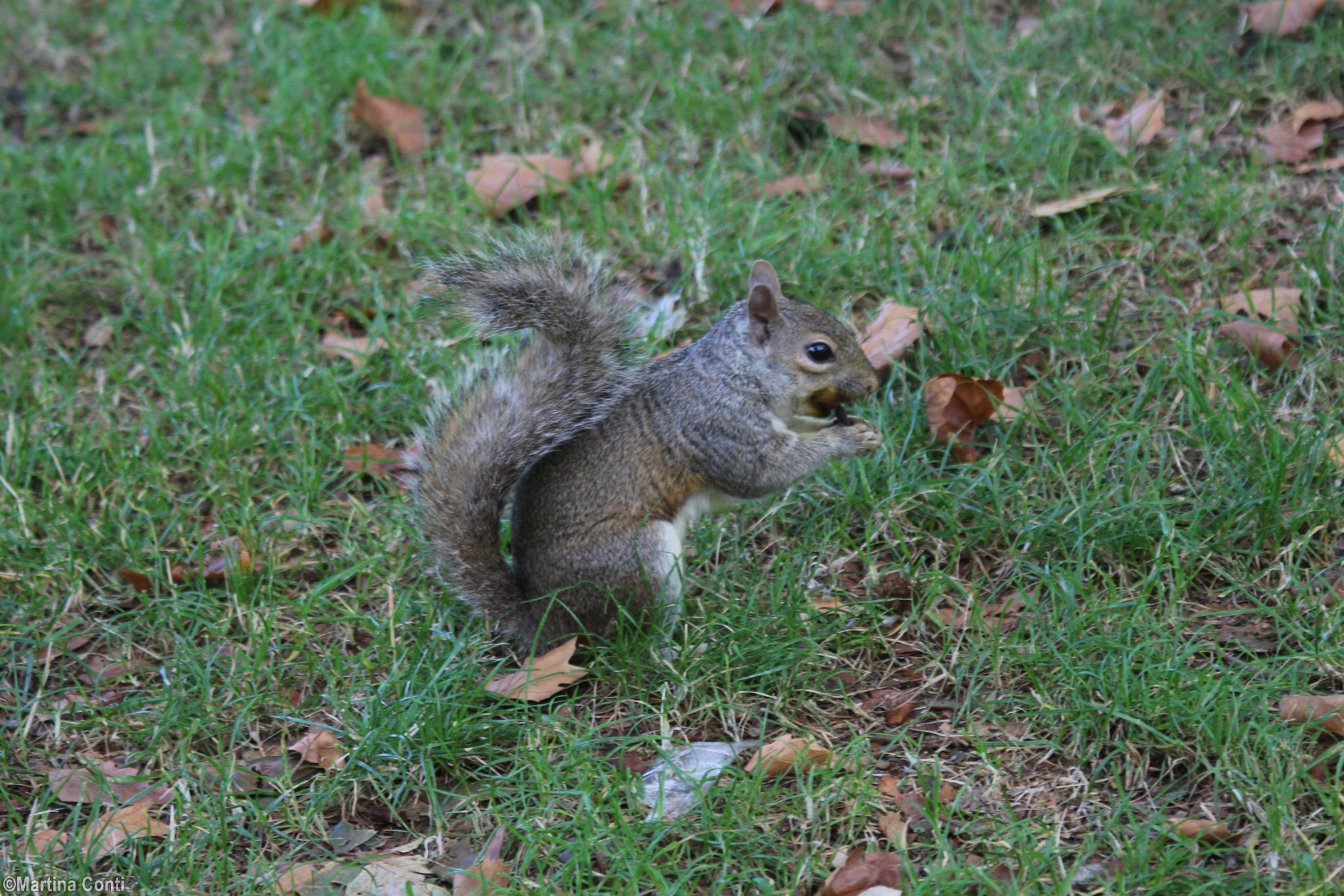 Canon EOS 100D (EOS Rebel SL1 / EOS Kiss X7) + Canon EF 28-90mm f/4-5.6 sample photo. Squirrel in the hyde park photography