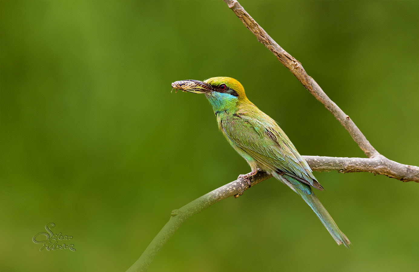 Sigma 150-600mm F5-6.3 DG OS HSM | C sample photo. Dazzling hunter with a prize 'kill'. photography