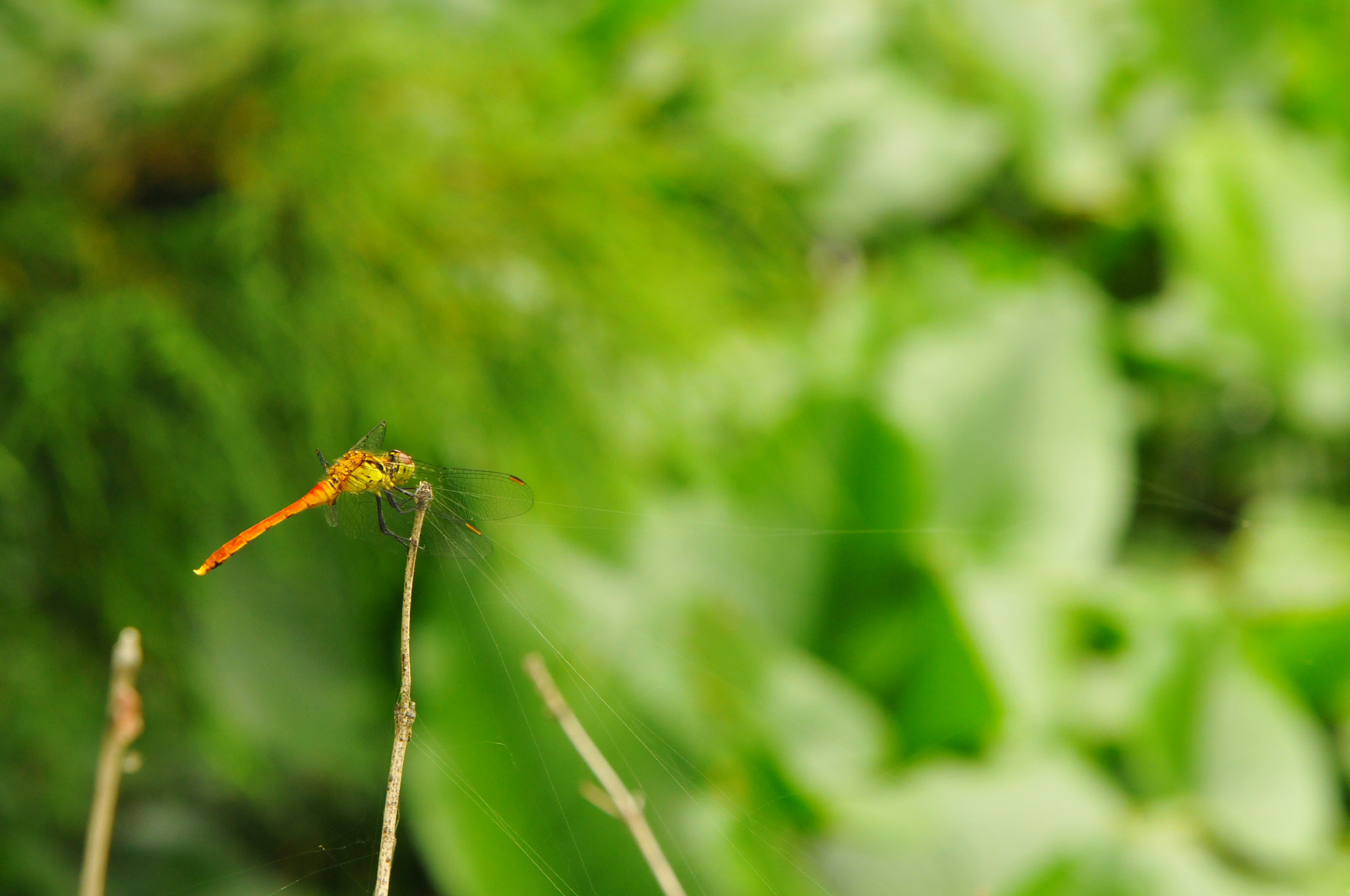 Nikon D300S sample photo. Aki-akane photography