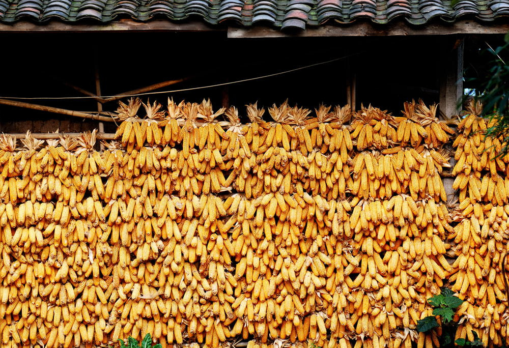 Nikon D80 + Nikon AF-S Micro-Nikkor 105mm F2.8G IF-ED VR sample photo. Traditional decorate of corn in chinese village photography