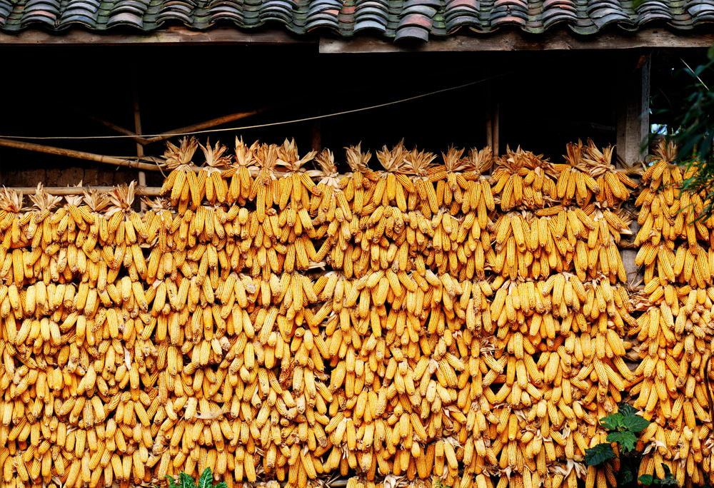 Nikon AF-S Micro-Nikkor 105mm F2.8G IF-ED VR sample photo. Traditional decorate of corn in chinese village photography