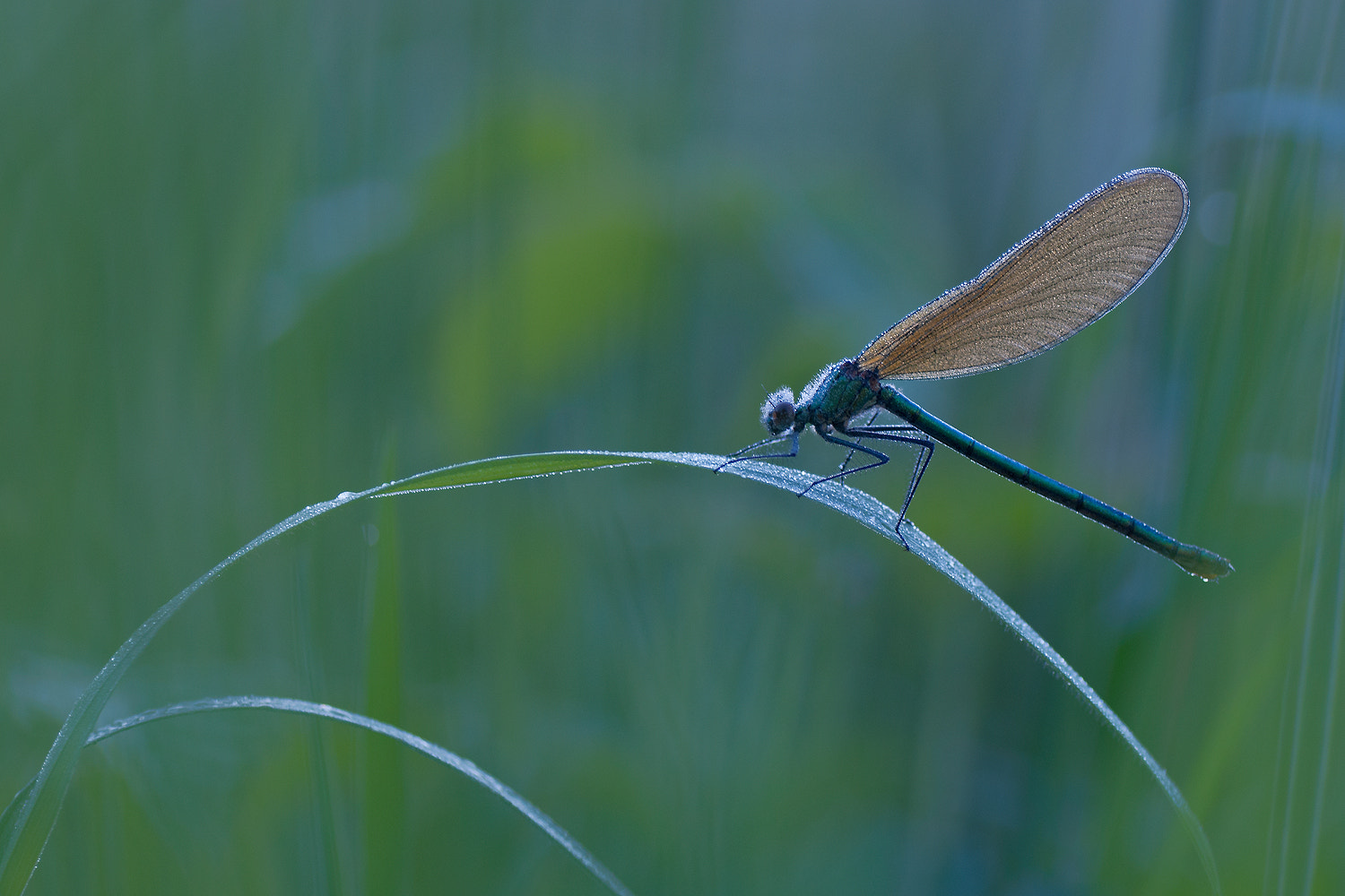 Nikon D300S sample photo. Female banded demoiselle photography