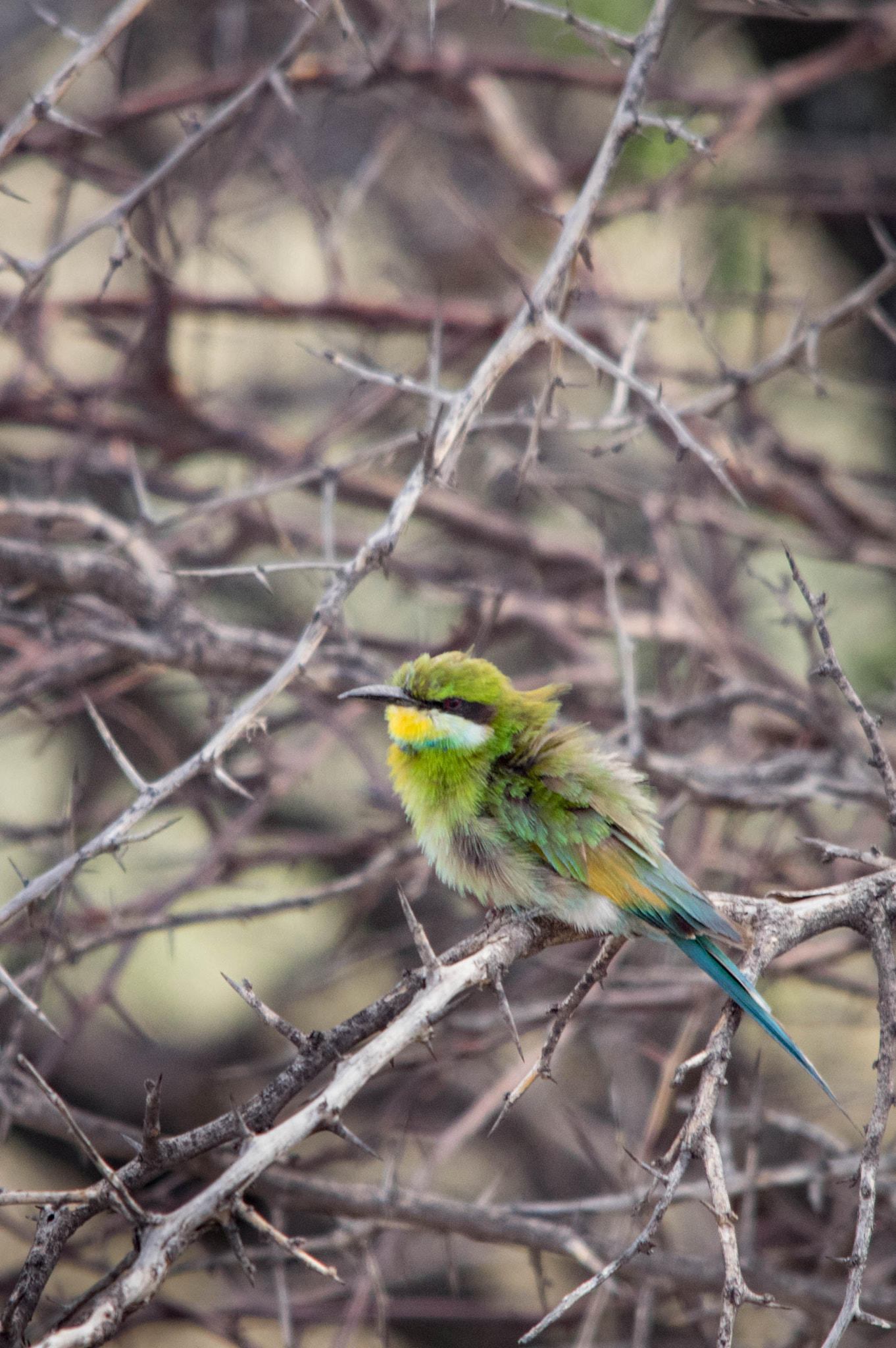 Sigma 70-200mm F2.8 EX DG Macro HSM II sample photo. Swallow-tailed bee-eater photography