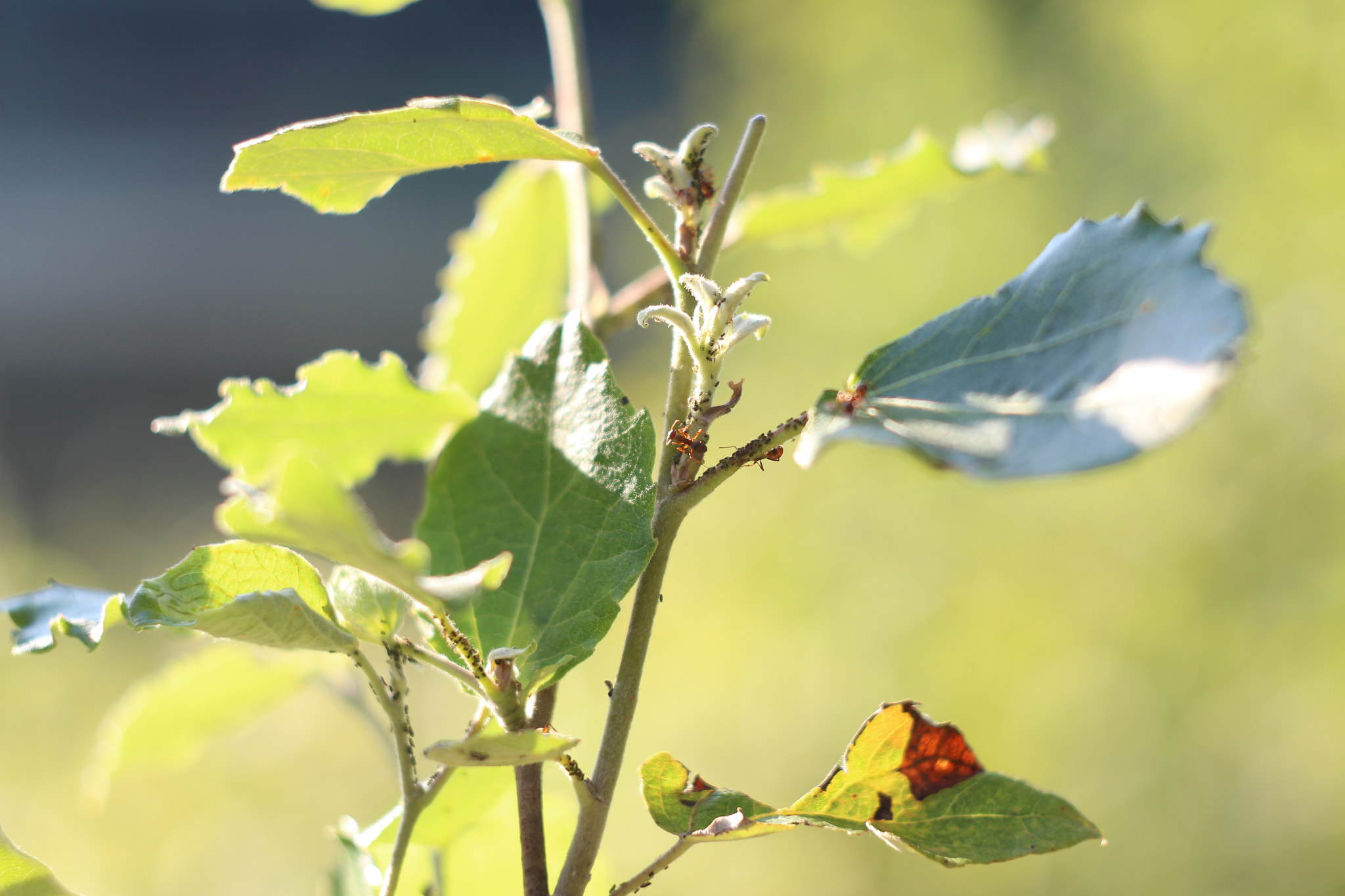 Canon EF 35-80mm f/4-5.6 sample photo