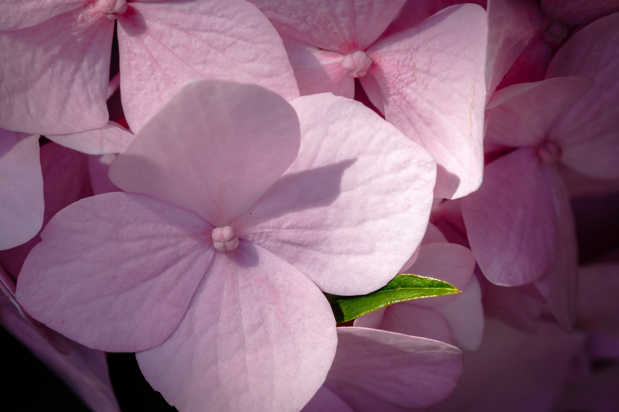 Canon EF 100mm F2.8 Macro USM sample photo. Contrast... photography