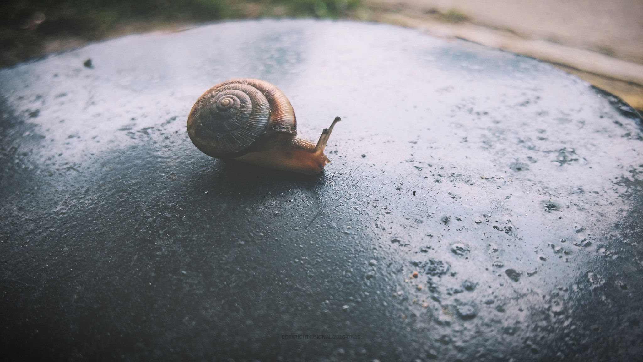 Xiaomi MI3 sample photo. Snail photography