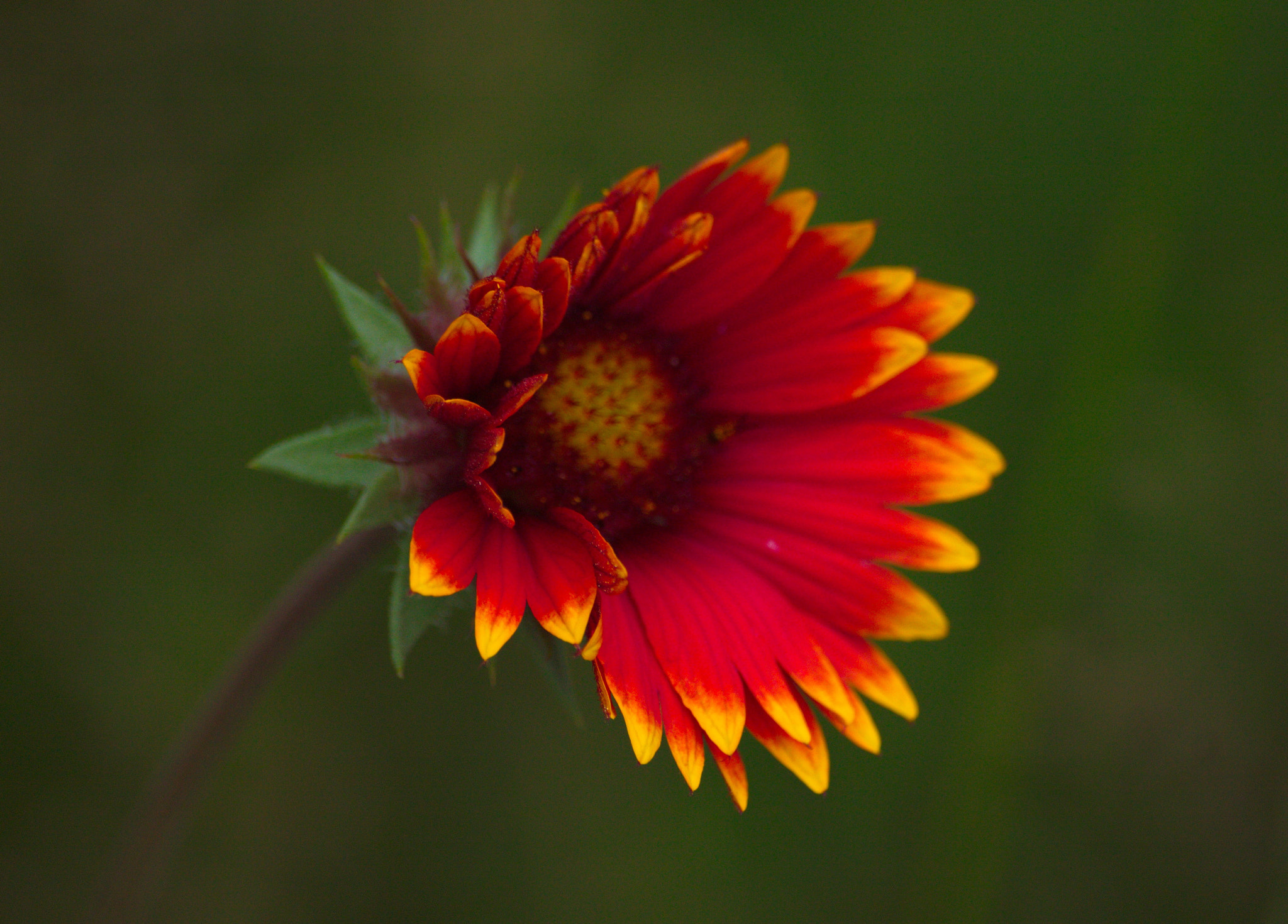 Sigma 70-300mm F4-5.6 APO DG Macro sample photo. On the meadow photography