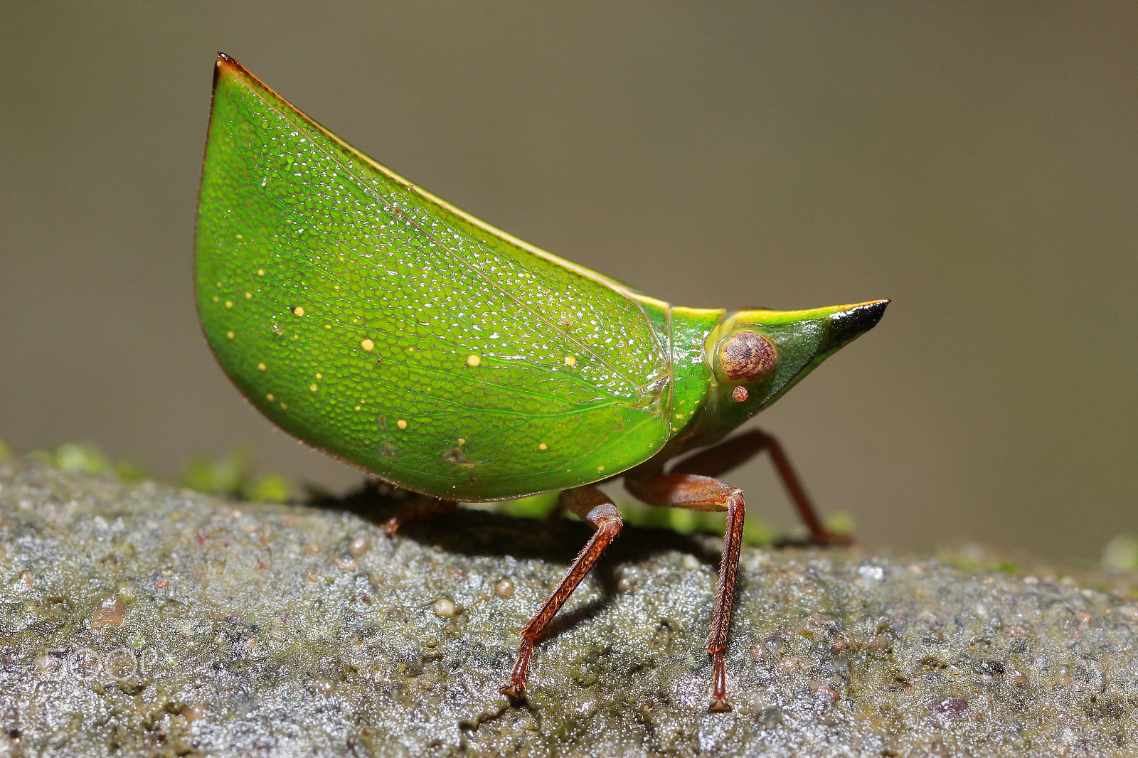 Canon MP-E 65mm F2.5 1-5x Macro Photo sample photo. 綠瓢蠟蟬 tonga westwoodi（成蟲） photography