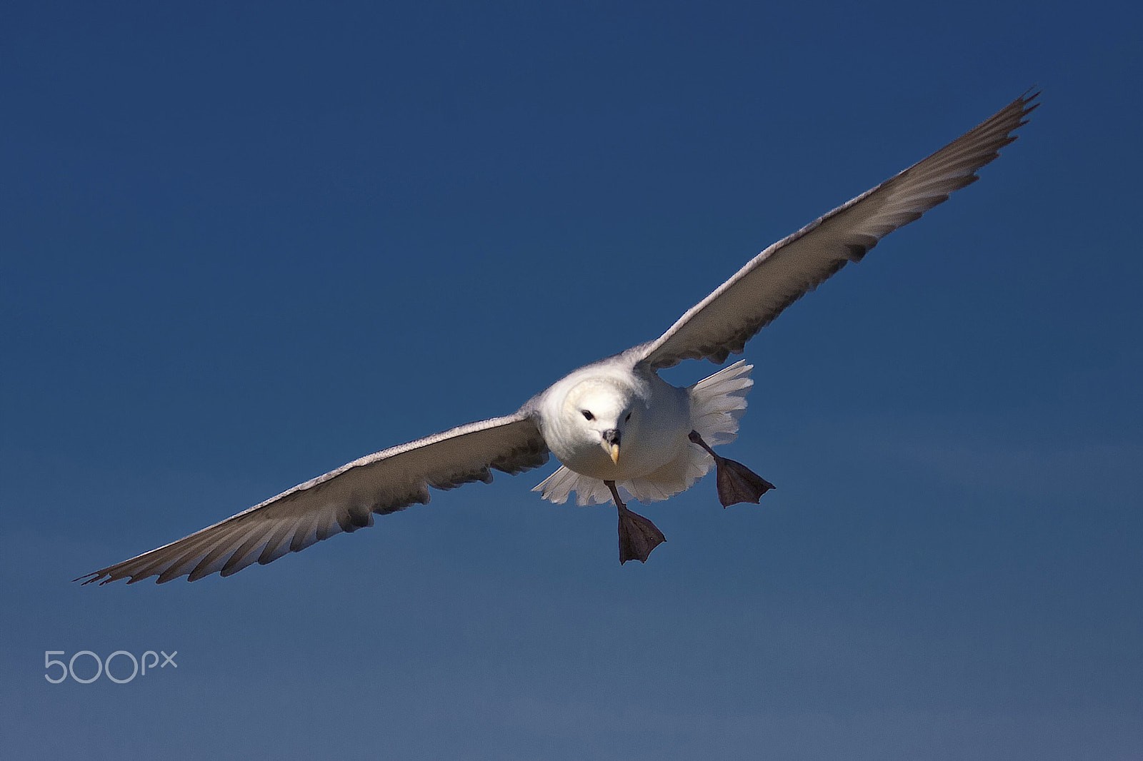 Canon EF 100-400mm F4.5-5.6L IS USM sample photo. Northern fulmar photography