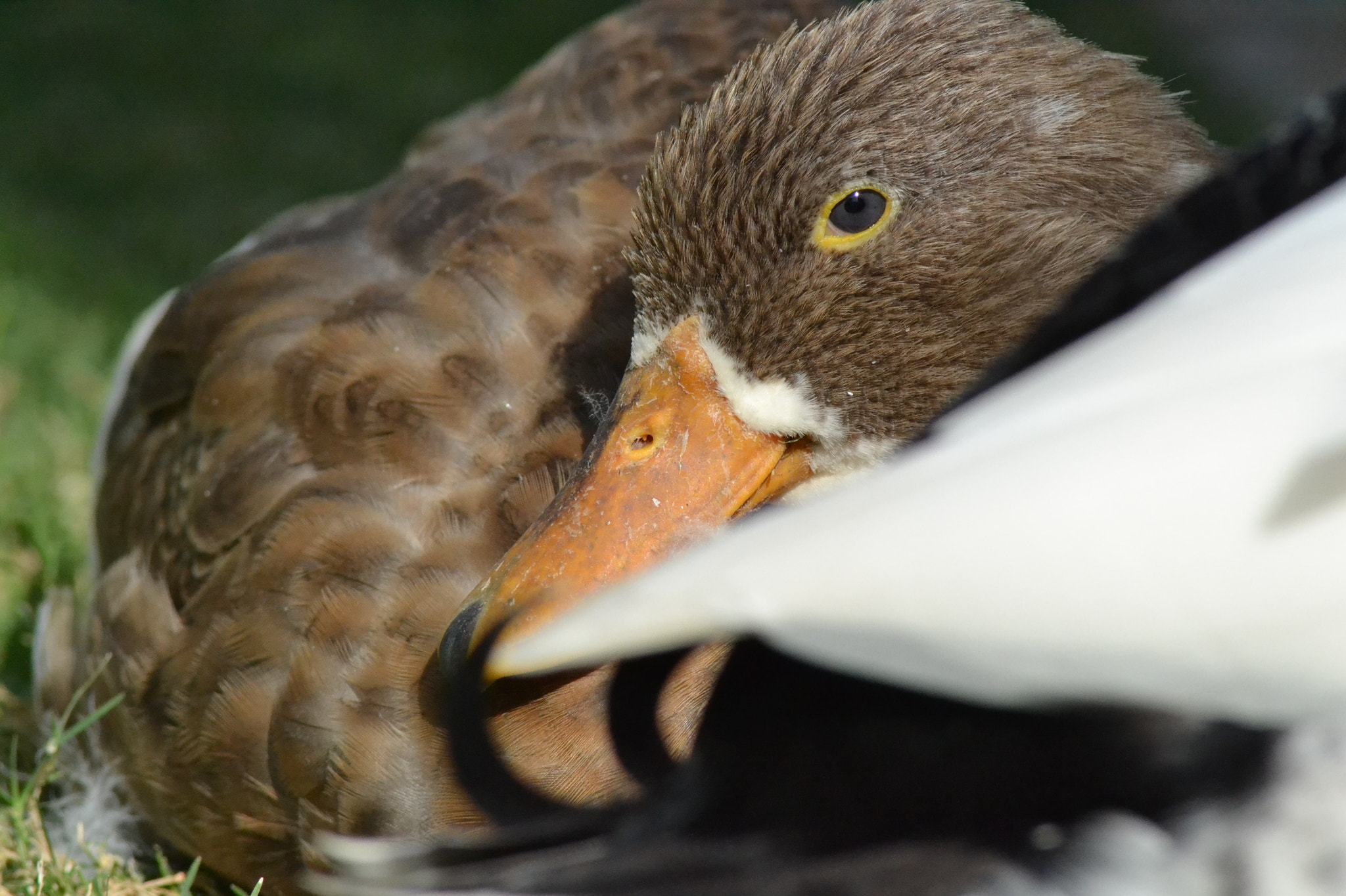 Nikon AF Nikkor 70-300mm F4-5.6G sample photo. Mallard duck.  photography