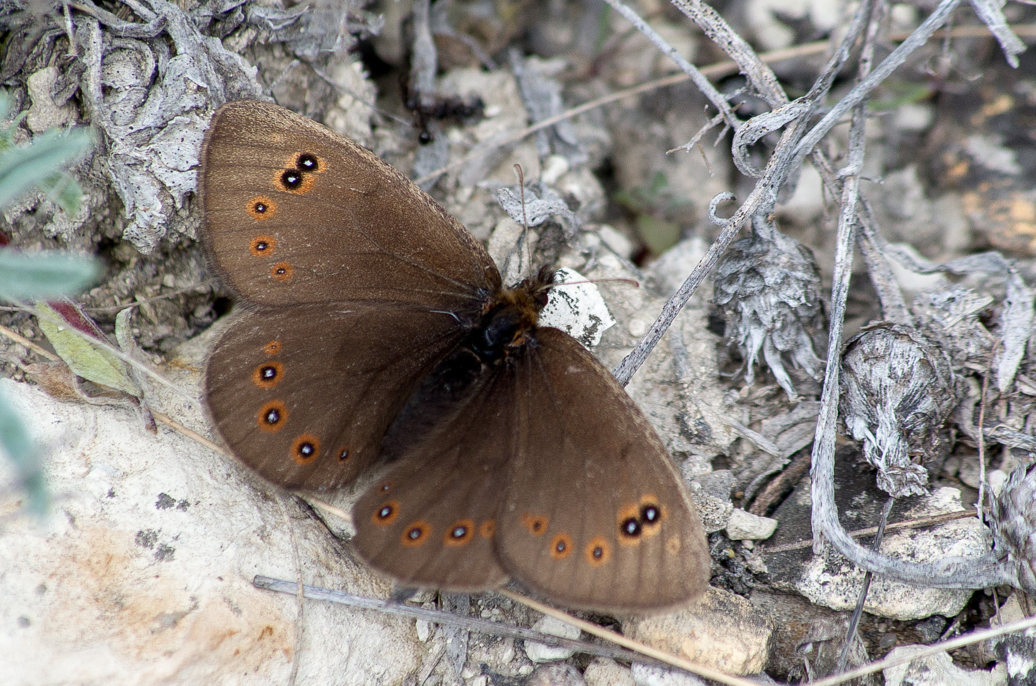 HD Pentax DA 55-300mm F4.0-5.8 ED WR sample photo. The woodland ringlet // erebia medusa photography