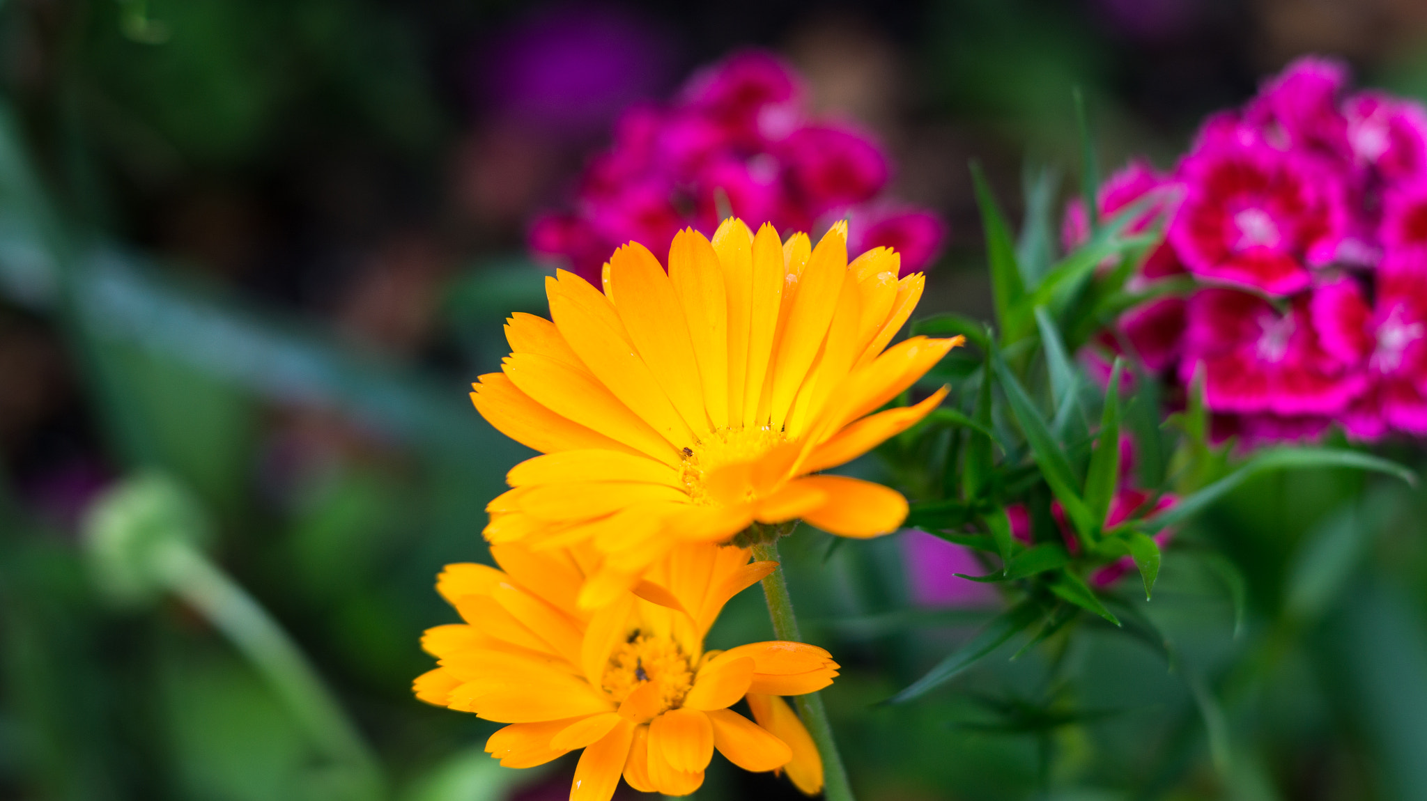 Sony SLT-A58 + Sony 50mm F1.4 sample photo. Yellow as sun photography