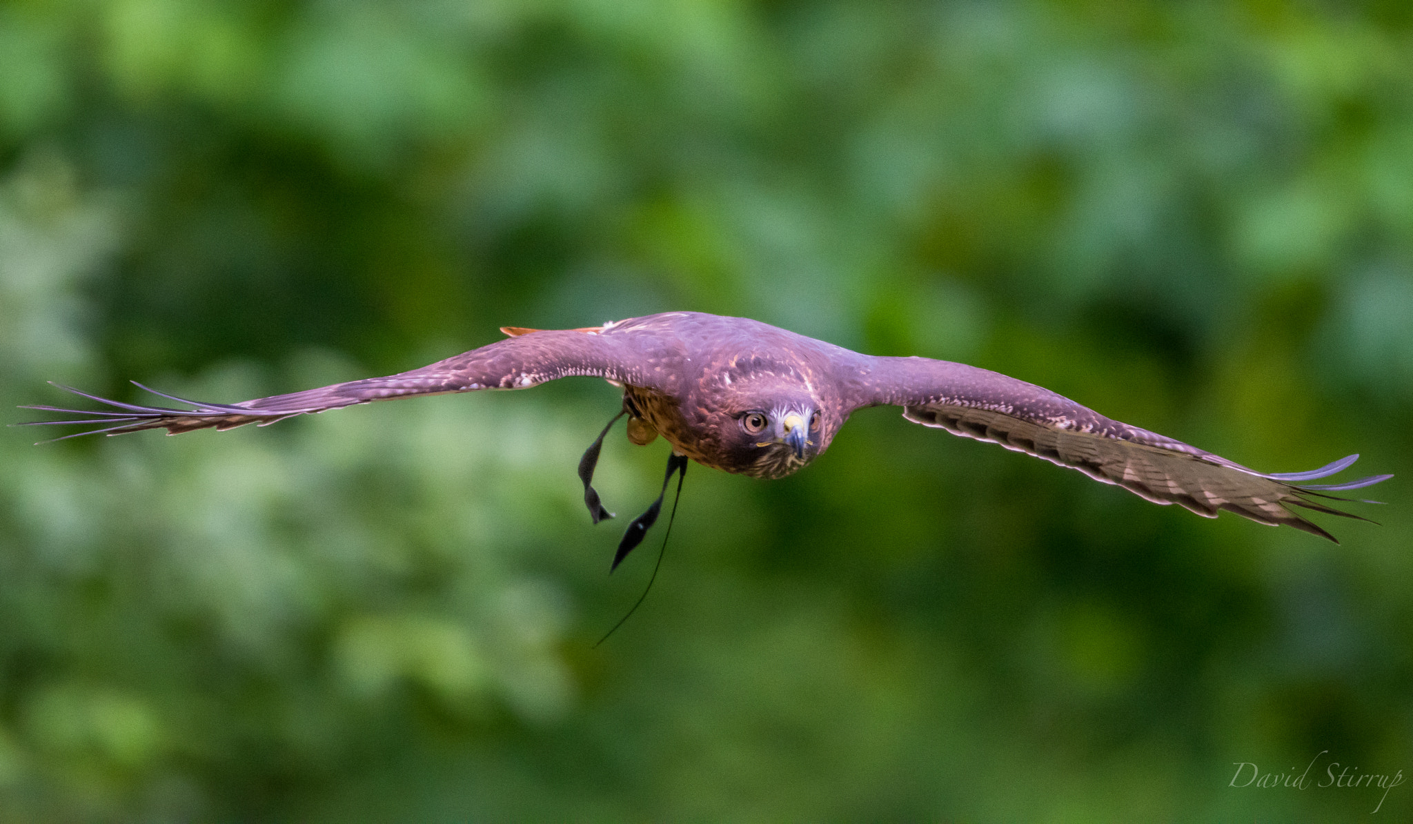 Nikon D810 + Nikon AF-S Nikkor 500mm F4E FL ED VR sample photo. Child's play photography