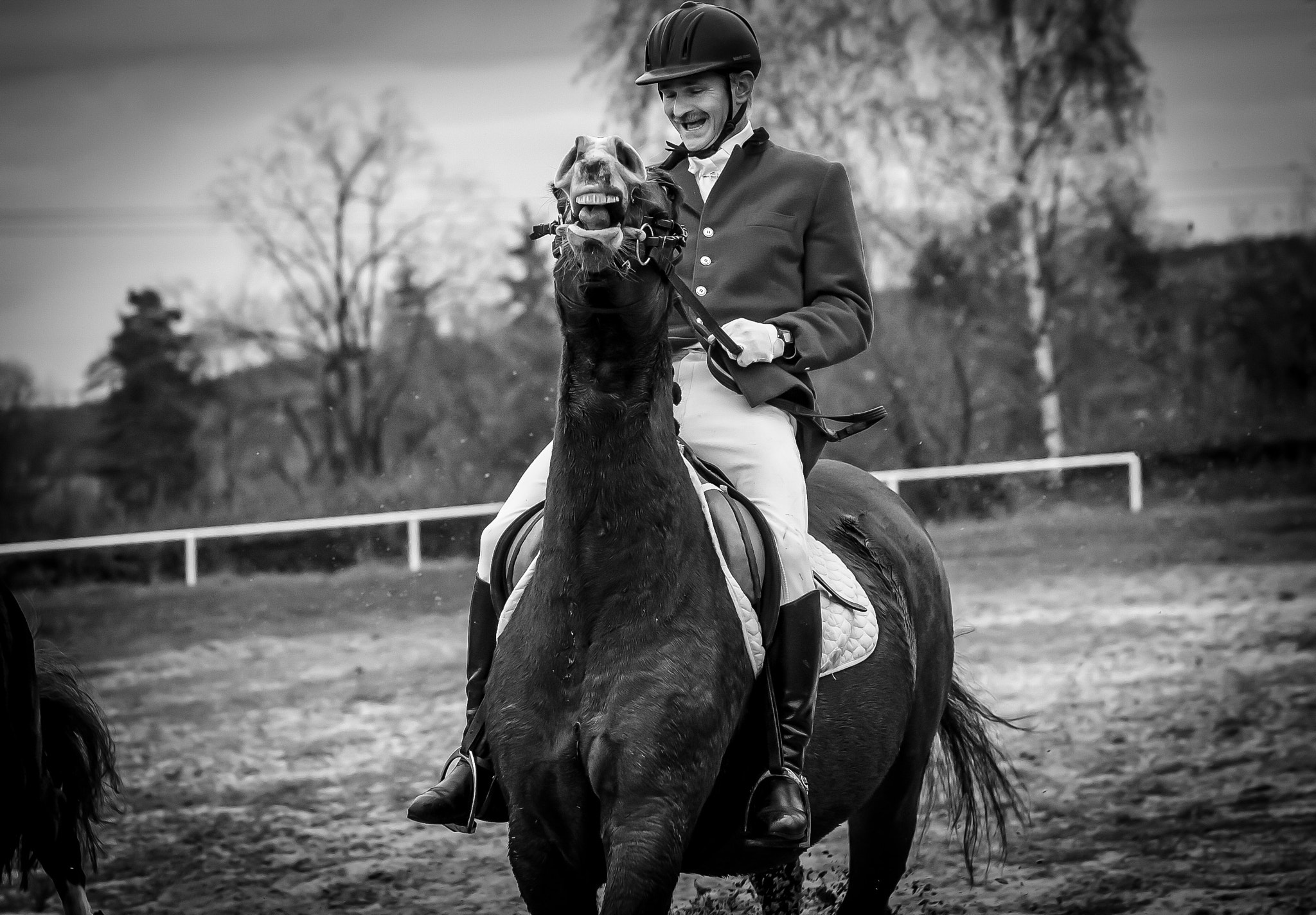 Canon EOS-1D Mark II N sample photo. Horse photography