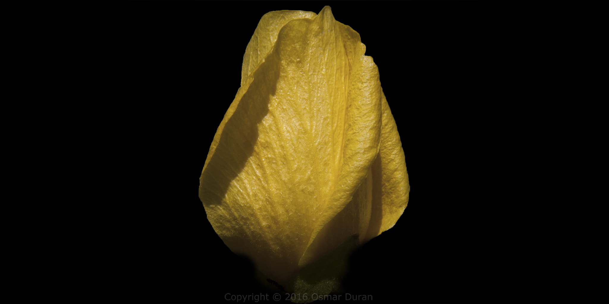 Nikon D200 sample photo. Hibiscus diriffan photography