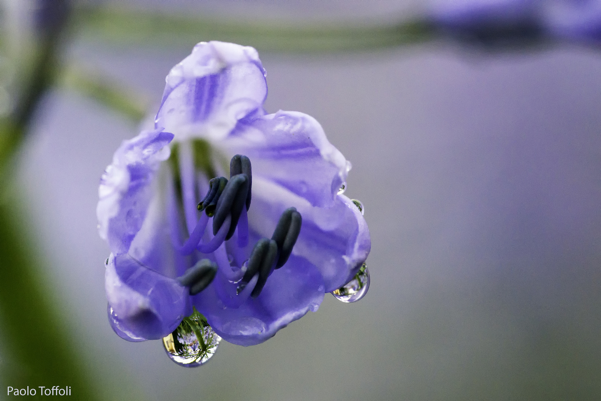 Nikon D800E sample photo. Agapanthus africanus photography