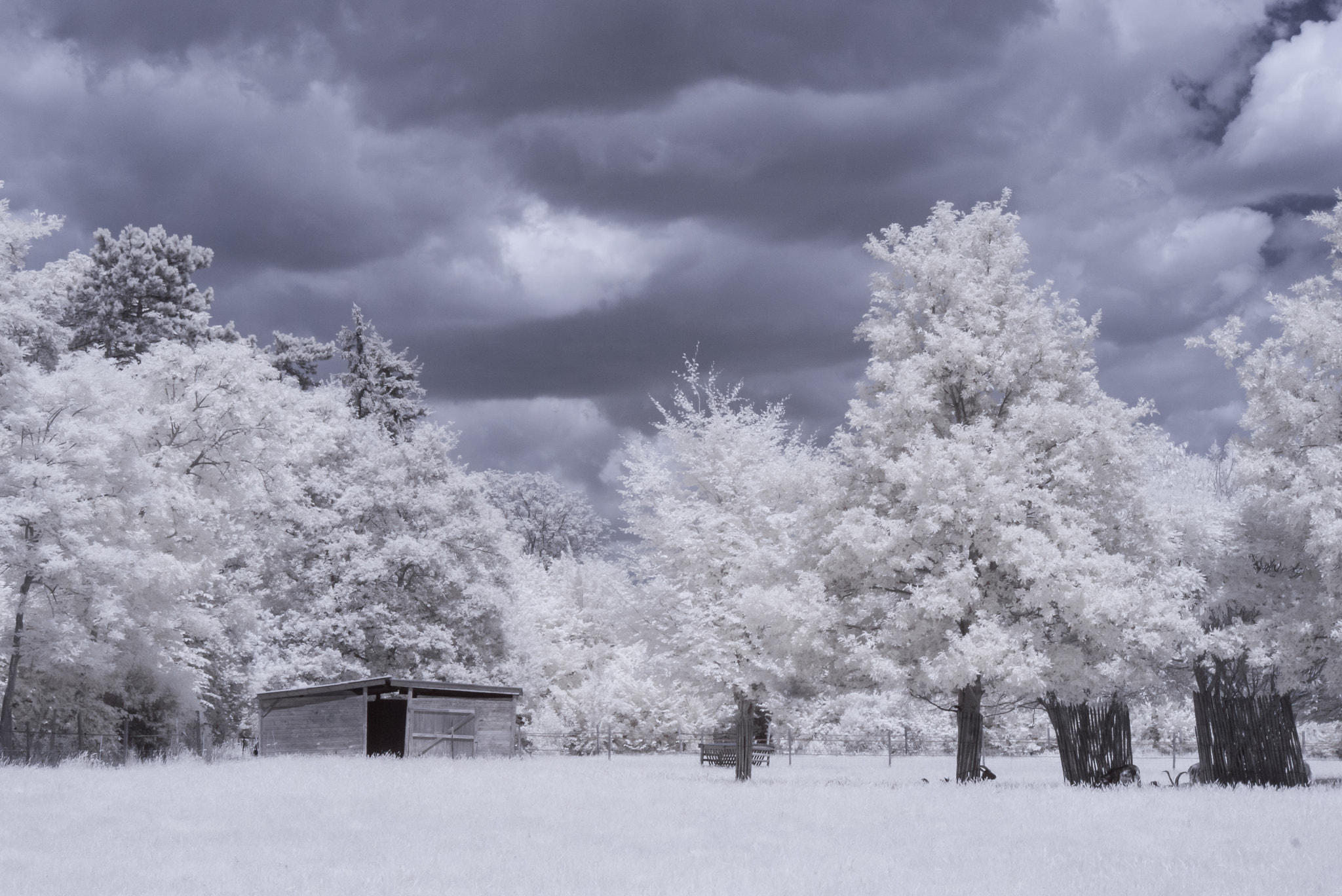 Panasonic Lumix DMC-GF1 sample photo. Sceaux park in infrared photography