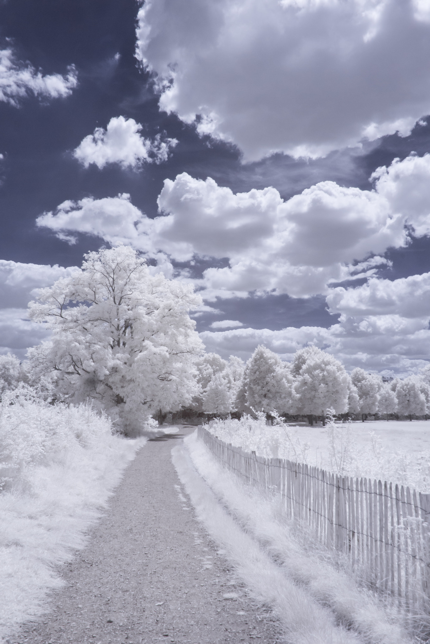 Panasonic Lumix DMC-GF1 sample photo. Sceaux park in infrared photography