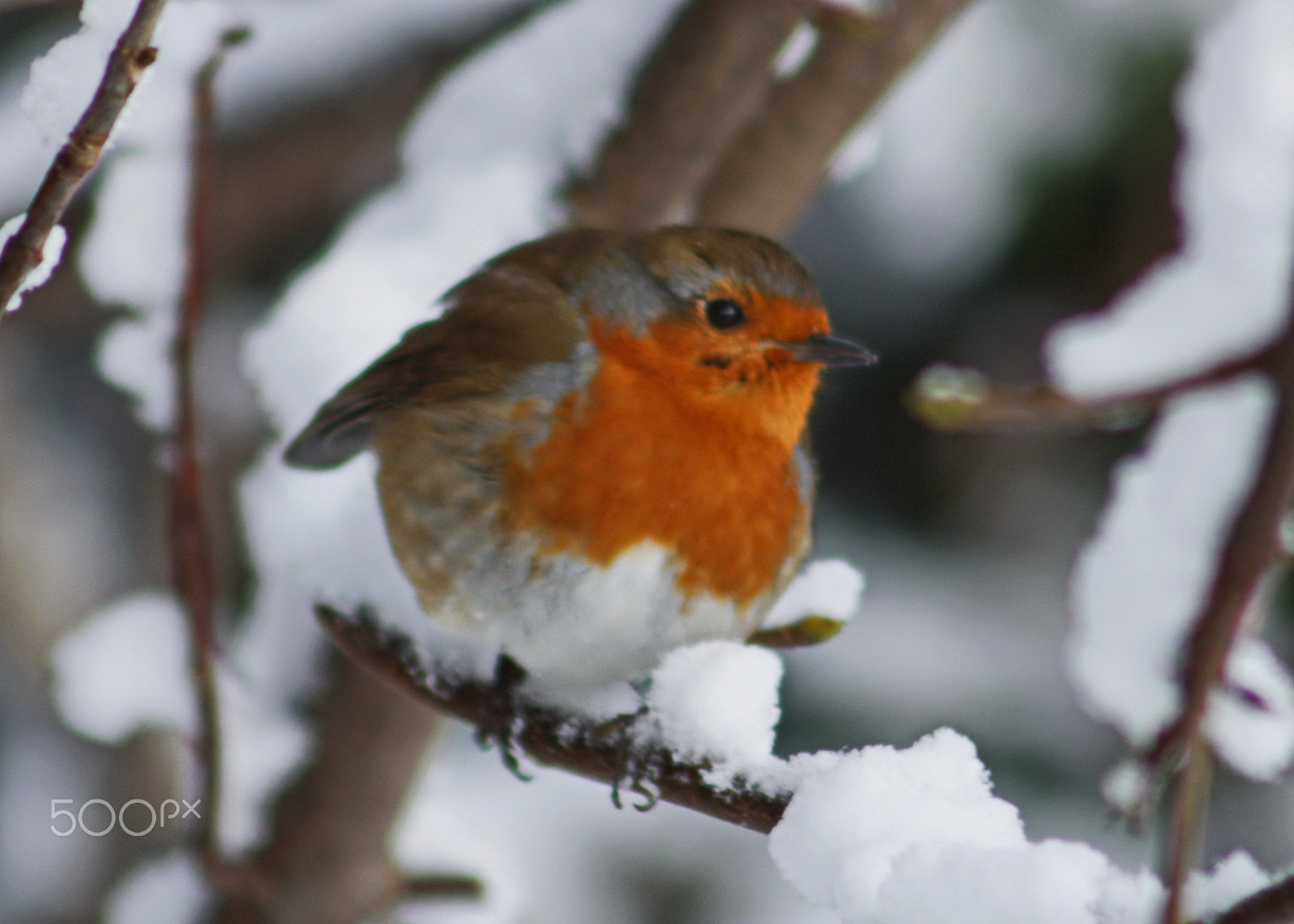 Canon EF 75-300mm F4.0-5.6 IS USM sample photo. Robin in snow photography