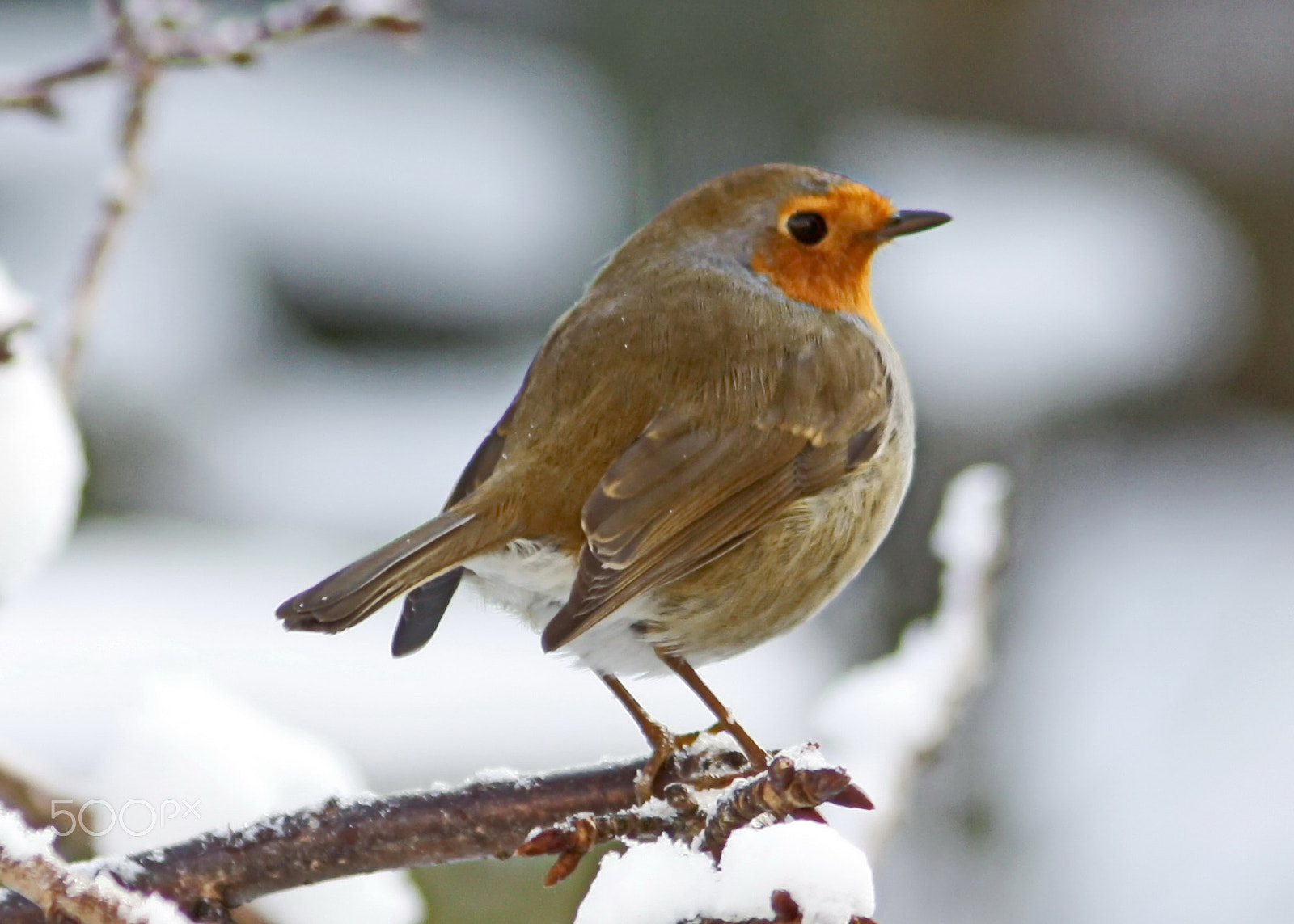Canon EF 75-300mm F4.0-5.6 IS USM sample photo. Robin in snow photography