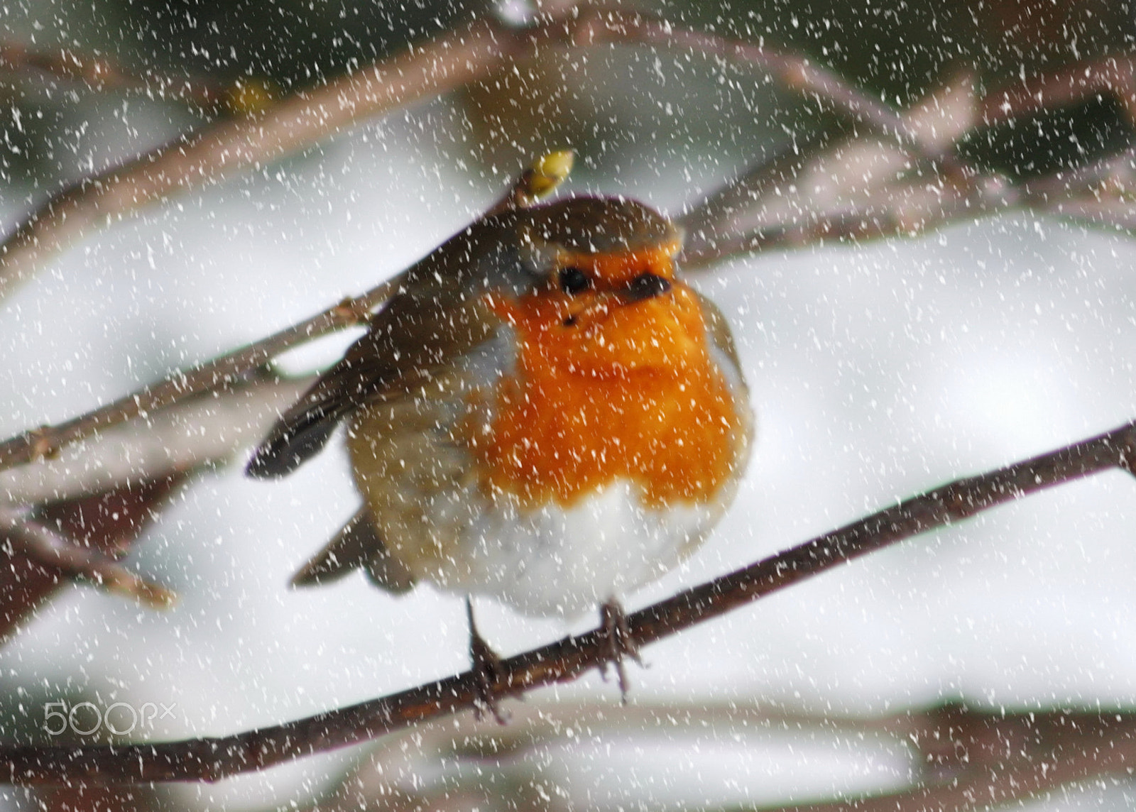 Canon EF 75-300mm F4.0-5.6 IS USM sample photo. Robin in snow photography