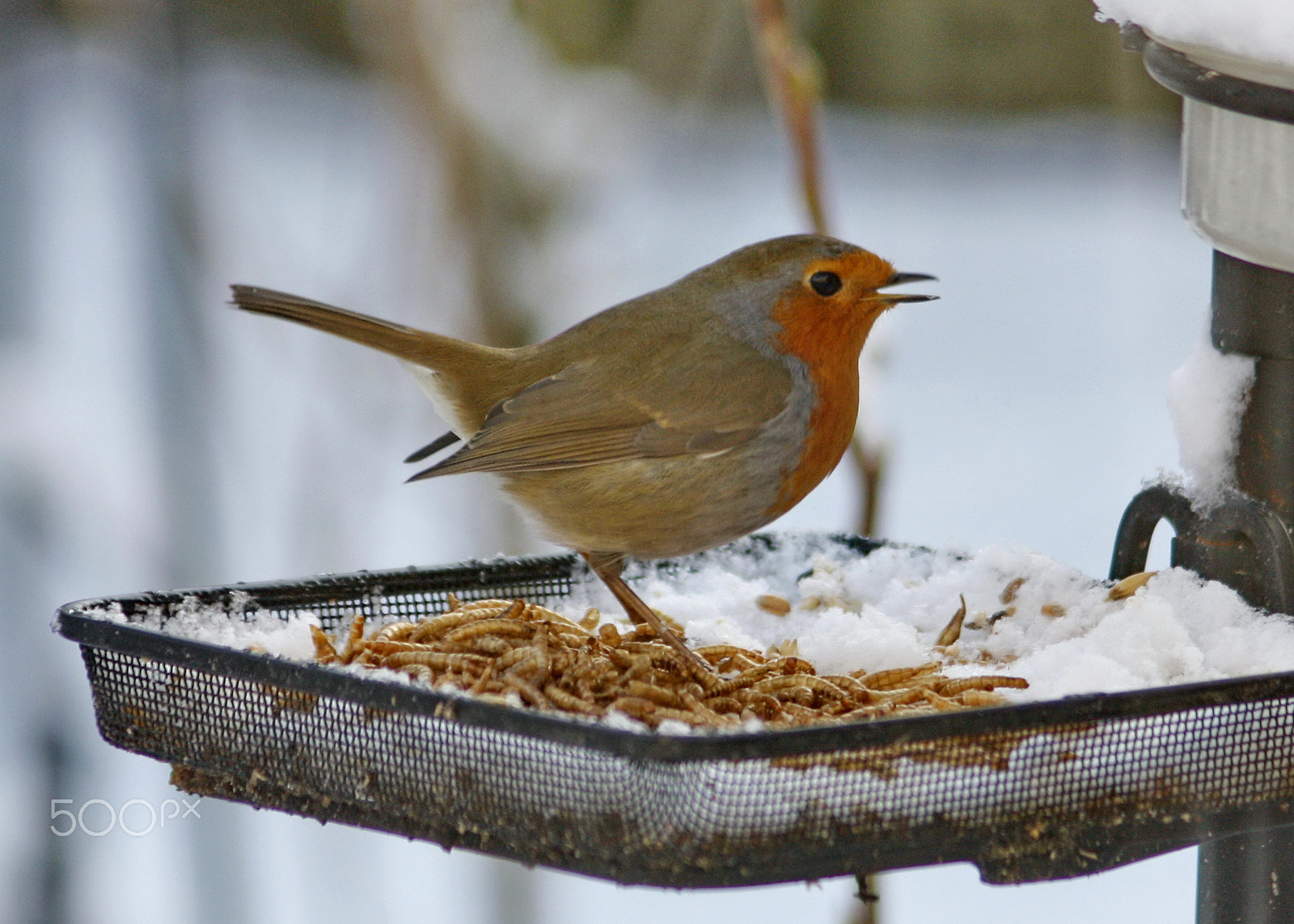 Canon EF 75-300mm F4.0-5.6 IS USM sample photo. Robin in snow photography