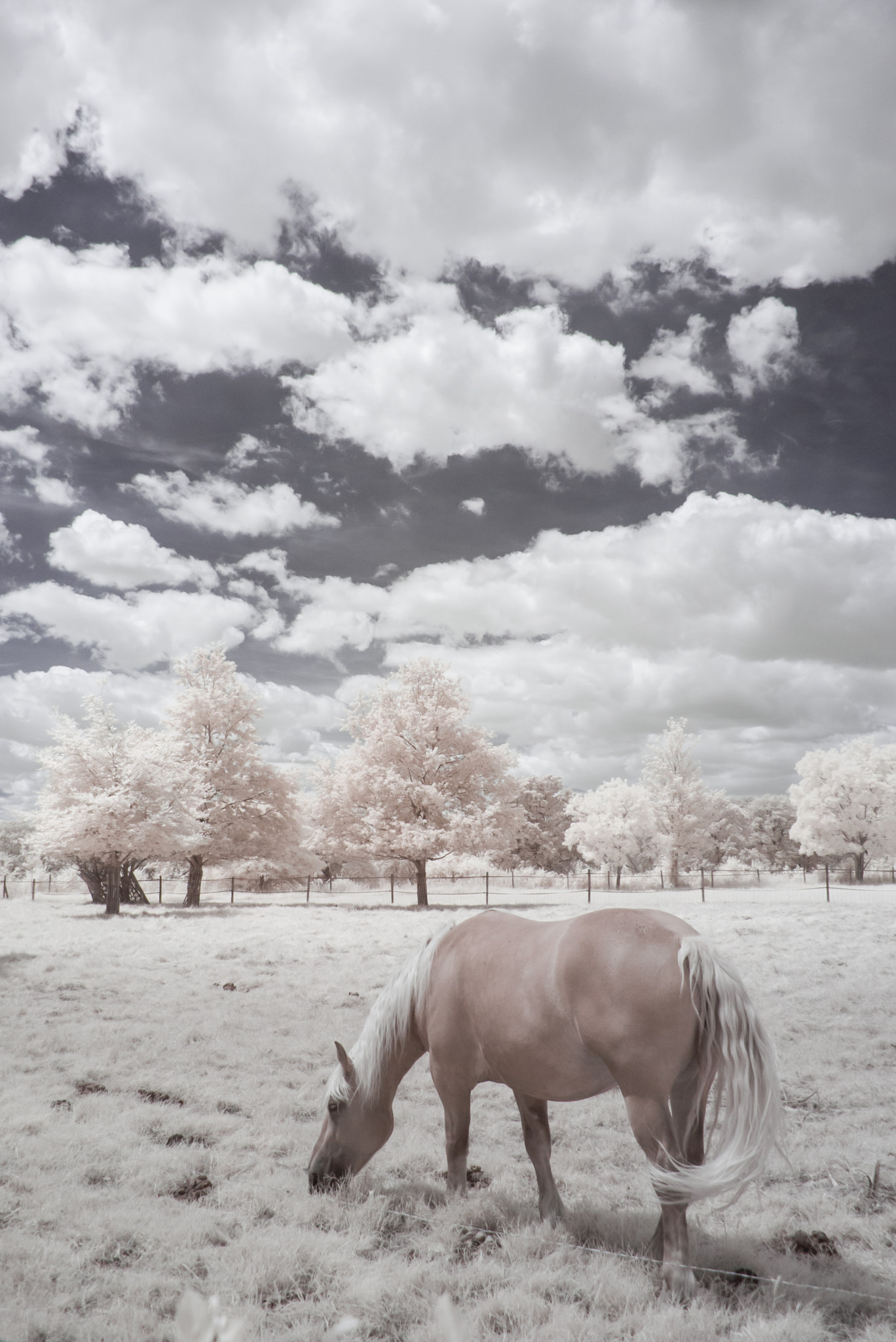 Panasonic Lumix DMC-GF1 sample photo. Sceaux park in infrared photography