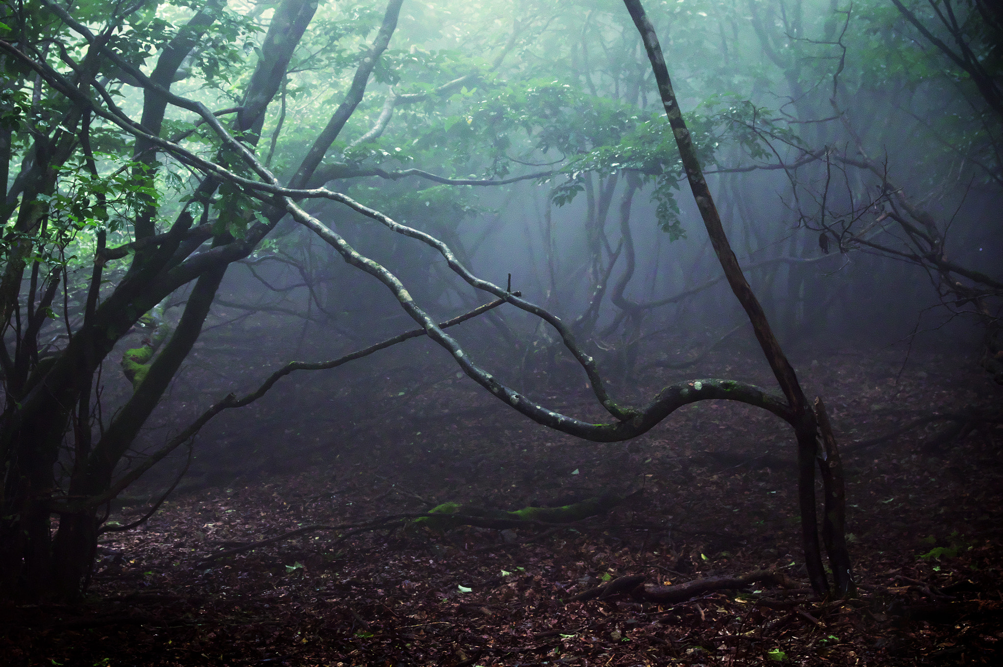 Pentax K-3 sample photo. Mt.oikedake / mie prefecture photography