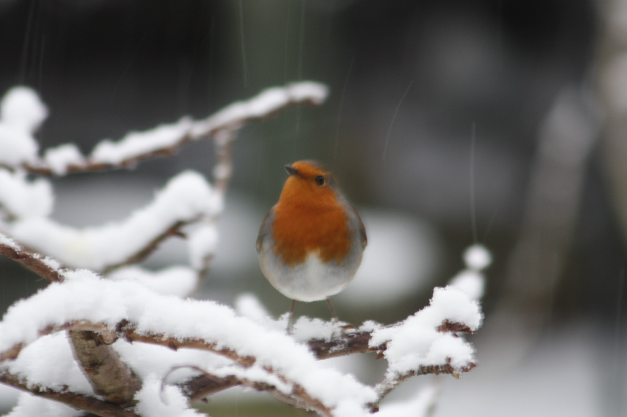 Canon EF 75-300mm F4.0-5.6 IS USM sample photo. Looks like more snow photography