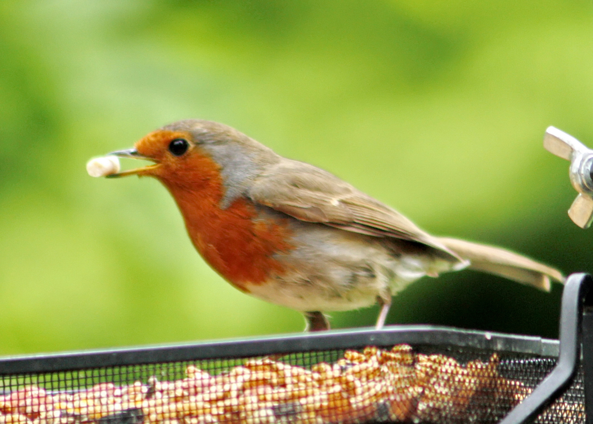 Canon EF 75-300mm F4.0-5.6 IS USM sample photo. Robin photography