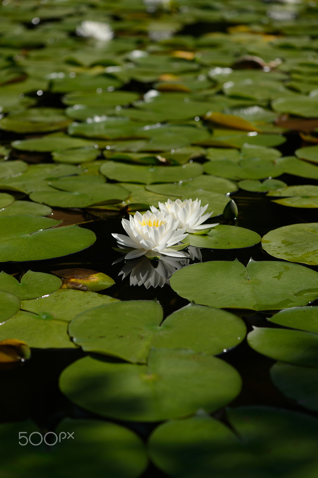 Nikon Df sample photo. Water lilies photography