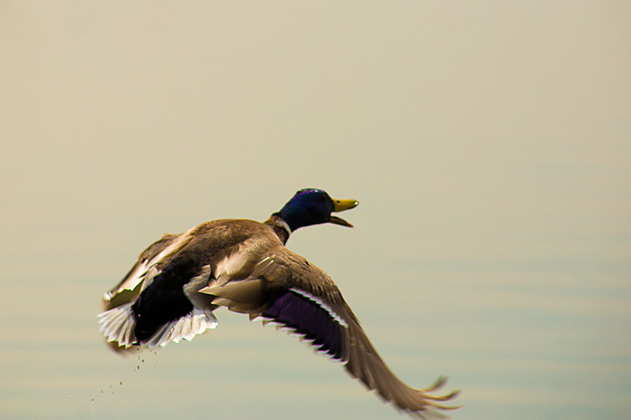 Canon EF 300mm F4L IS USM sample photo. Stockente photography