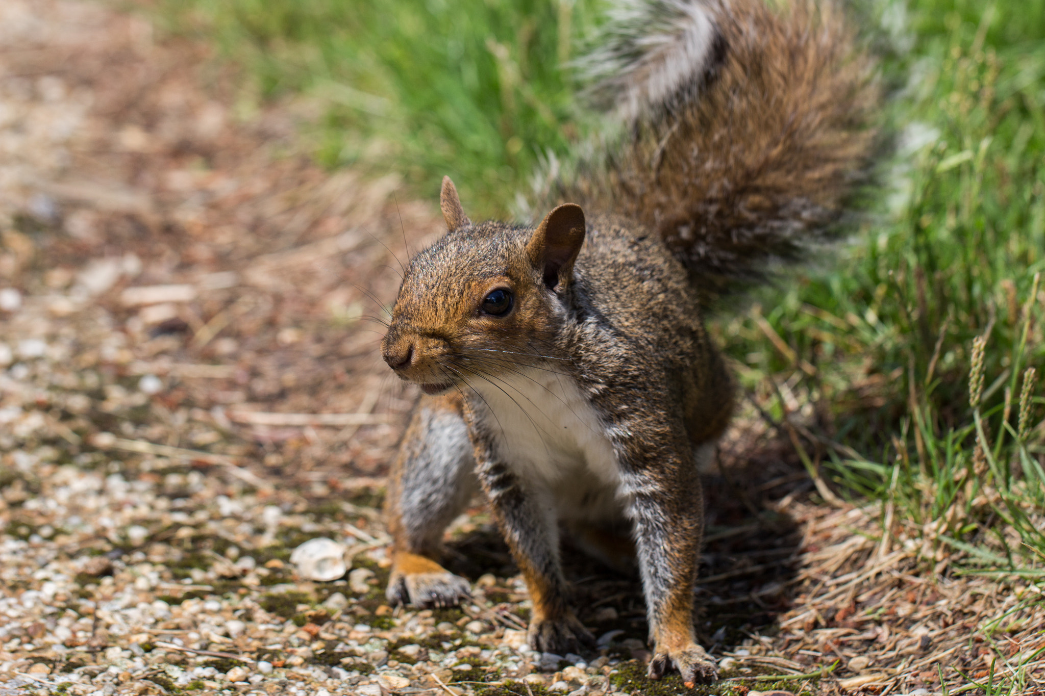 Canon EOS 100D (EOS Rebel SL1 / EOS Kiss X7) + Canon EF 100mm F2.8L Macro IS USM sample photo. A squirrel photography