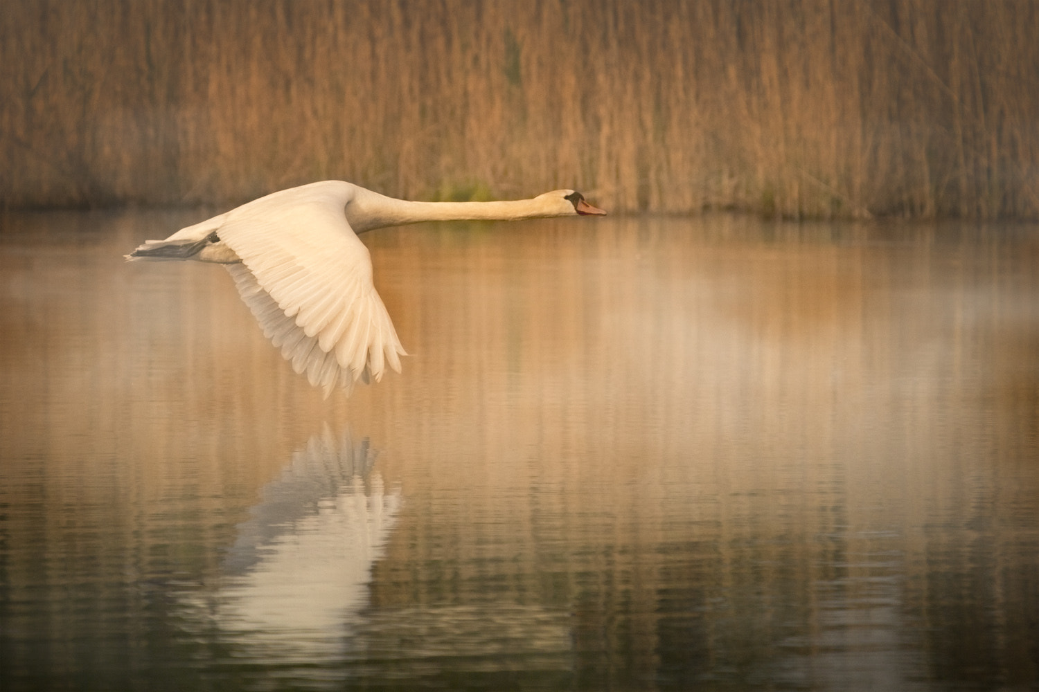 Canon EF 100-400mm F4.5-5.6L IS USM sample photo. Morningfly photography