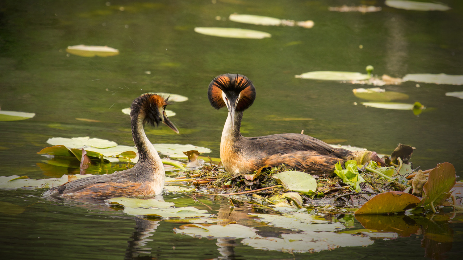 Canon EF 100-400mm F4.5-5.6L IS USM sample photo. Haubentauchers photography