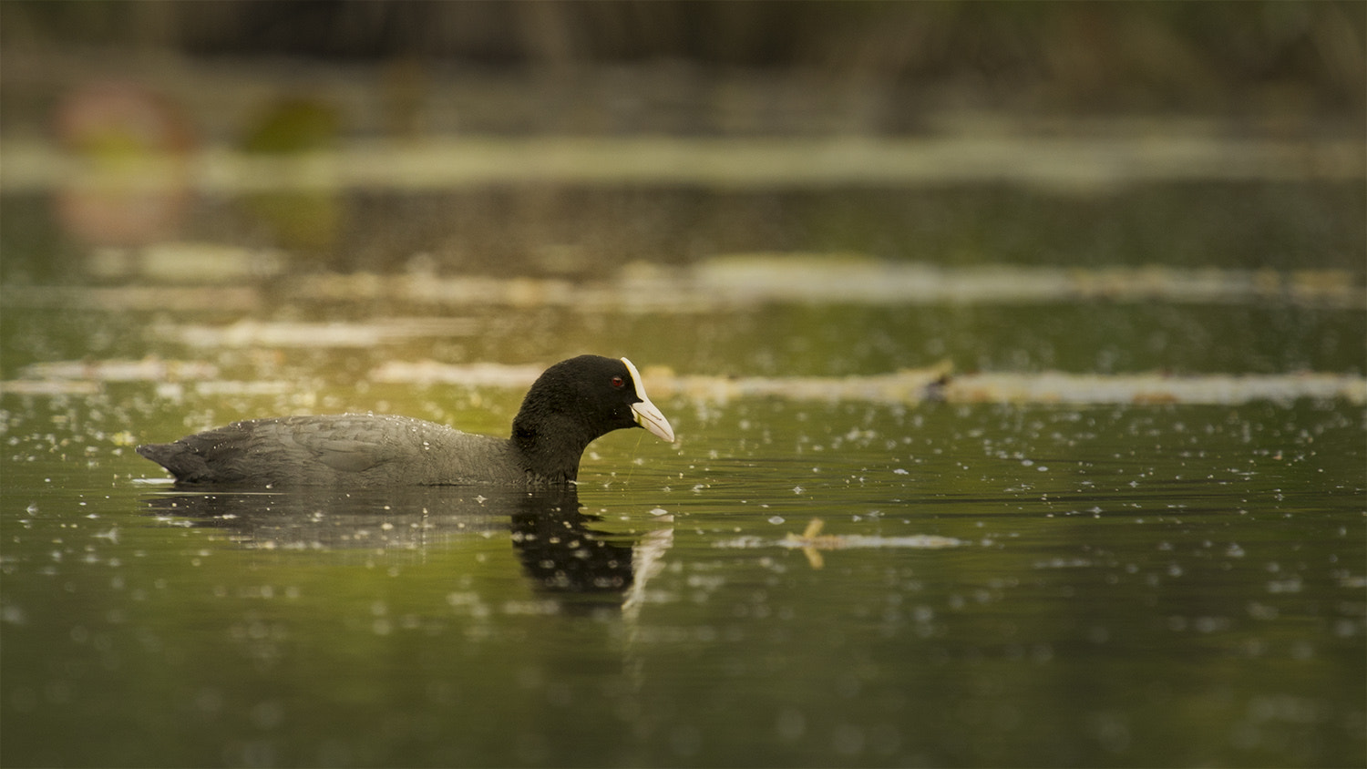 Canon EF 100-400mm F4.5-5.6L IS USM sample photo. Bh x photography